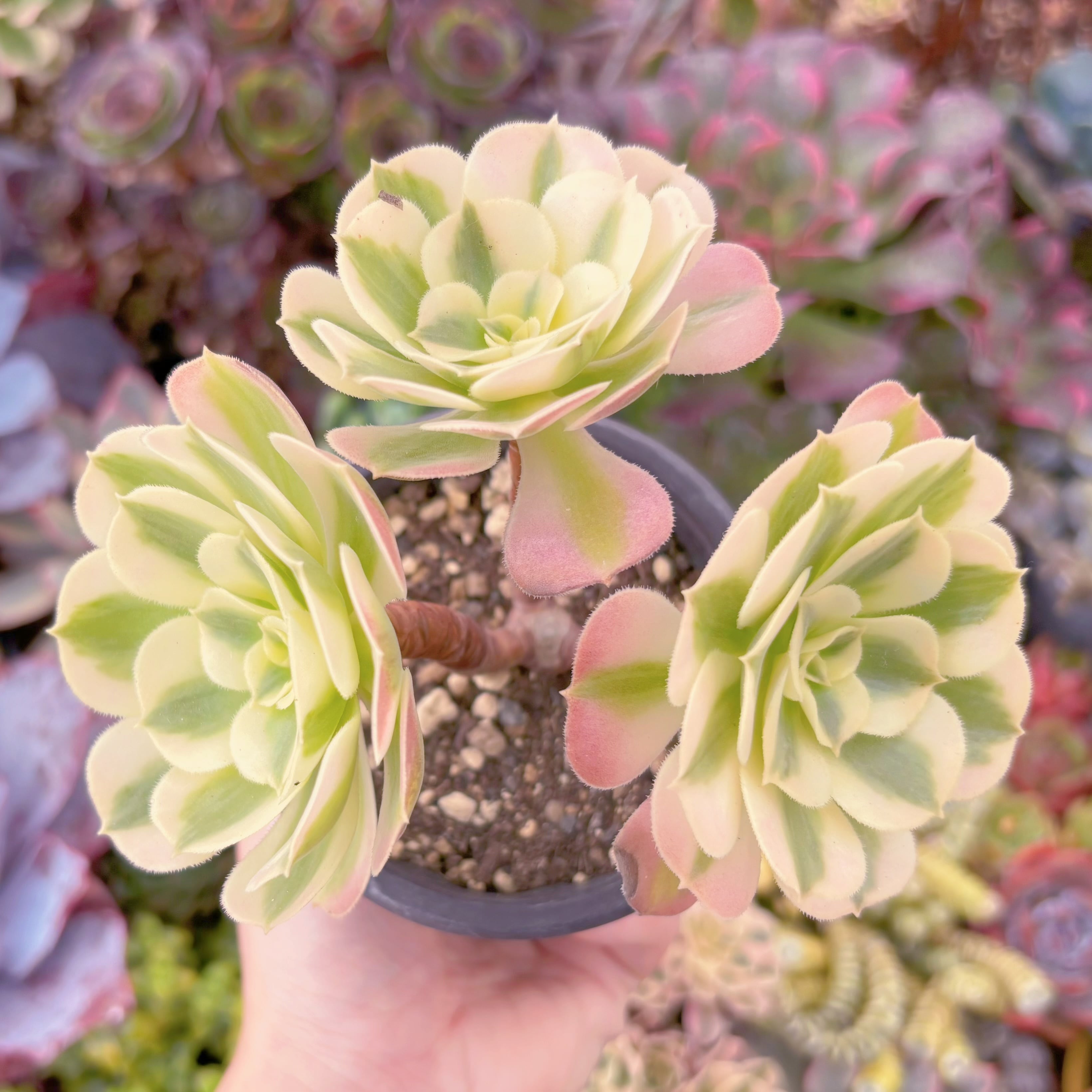 現品　アフラダイティ#638　群生　るる農園