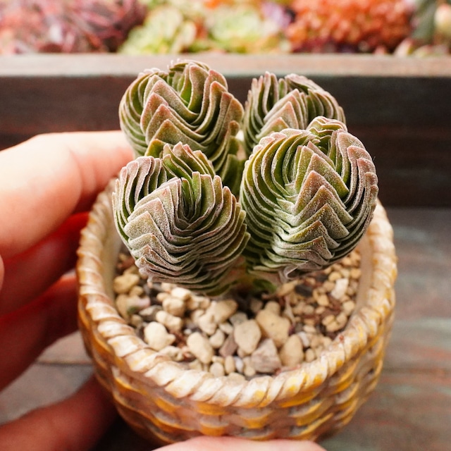 ※再入荷※【ブッダテンプル群生 1】大人気　クラッスラ　群生　韓国多肉