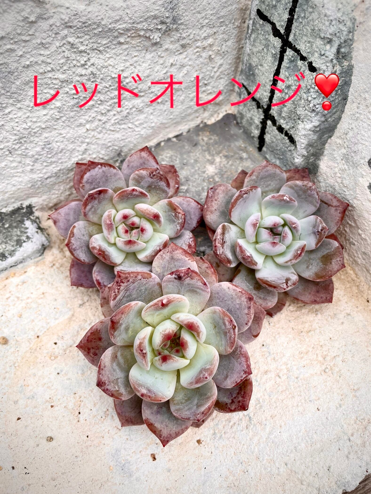 ダーリン 韓国苗 ピンクオレンジ♡多肉植物 韓国入荷苗 ダーリン 韓国苗 ピンクオレンジ♡多肉植物 韓国入荷苗