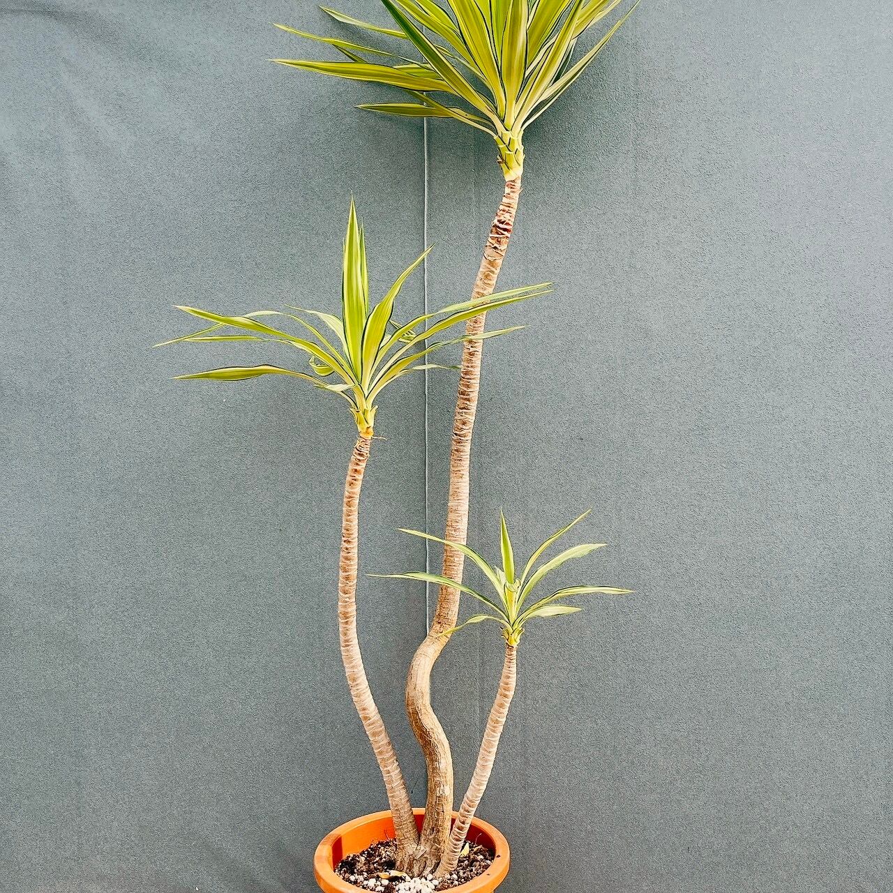 現品］【希少】2番 アガベ クイック シルバー 8号 観葉植物 レア
