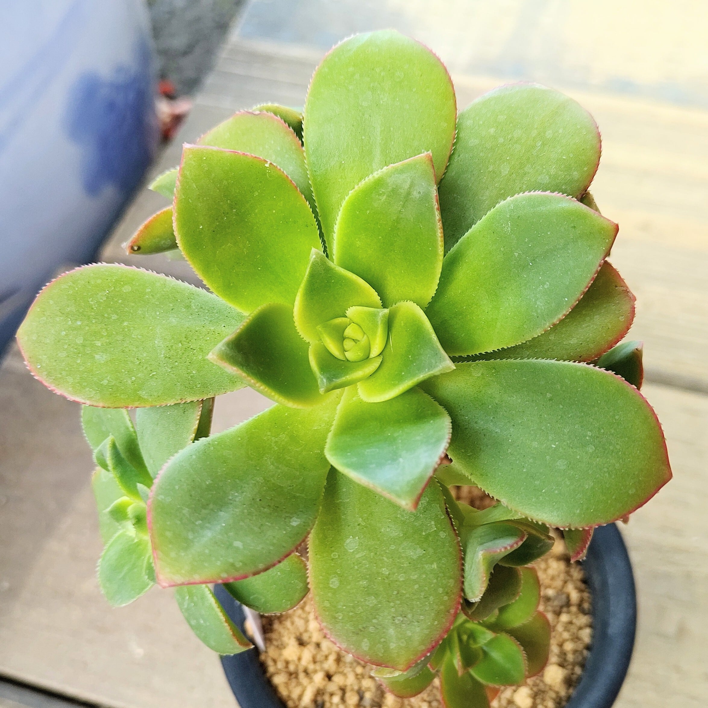 キウィ群生 アエオニウム | RuPo 多肉植物専門店