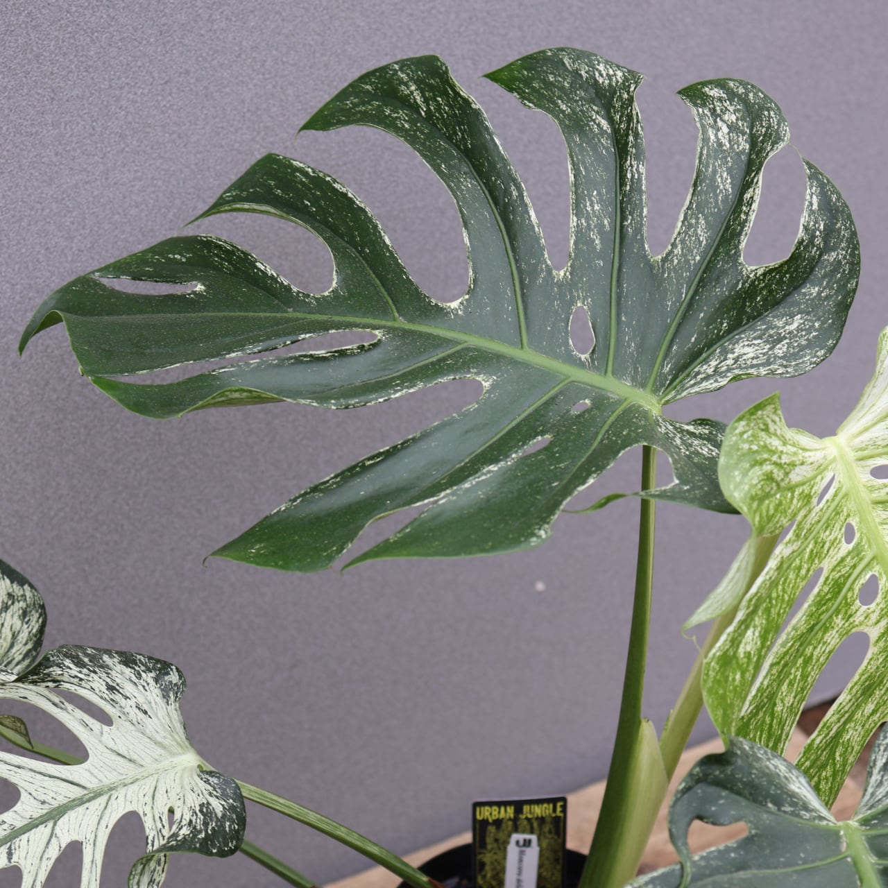 536『urban jungle モンステラ デビルモンスター』観葉植物【送料無料