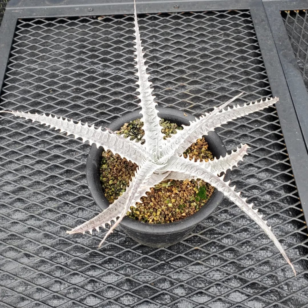 F00369_Dyckia 'Black Ice'：ディッキア・ブラックアイス（子株