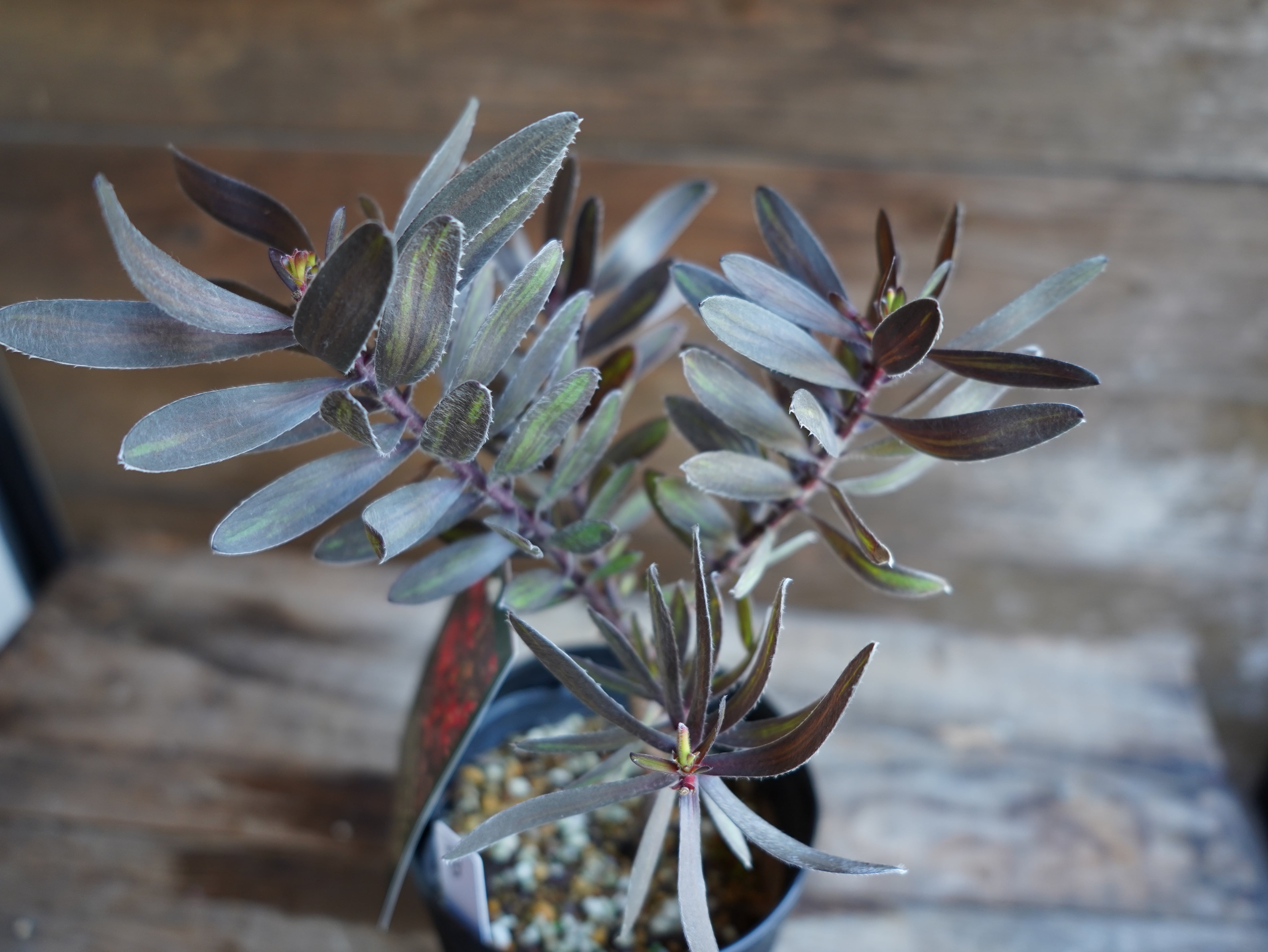 【現物】リューカデンドロン ”エボニー” B