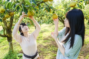 ラ･フランス　山形セレクション（天童産・滝口農園） 5kg･2L･18玉