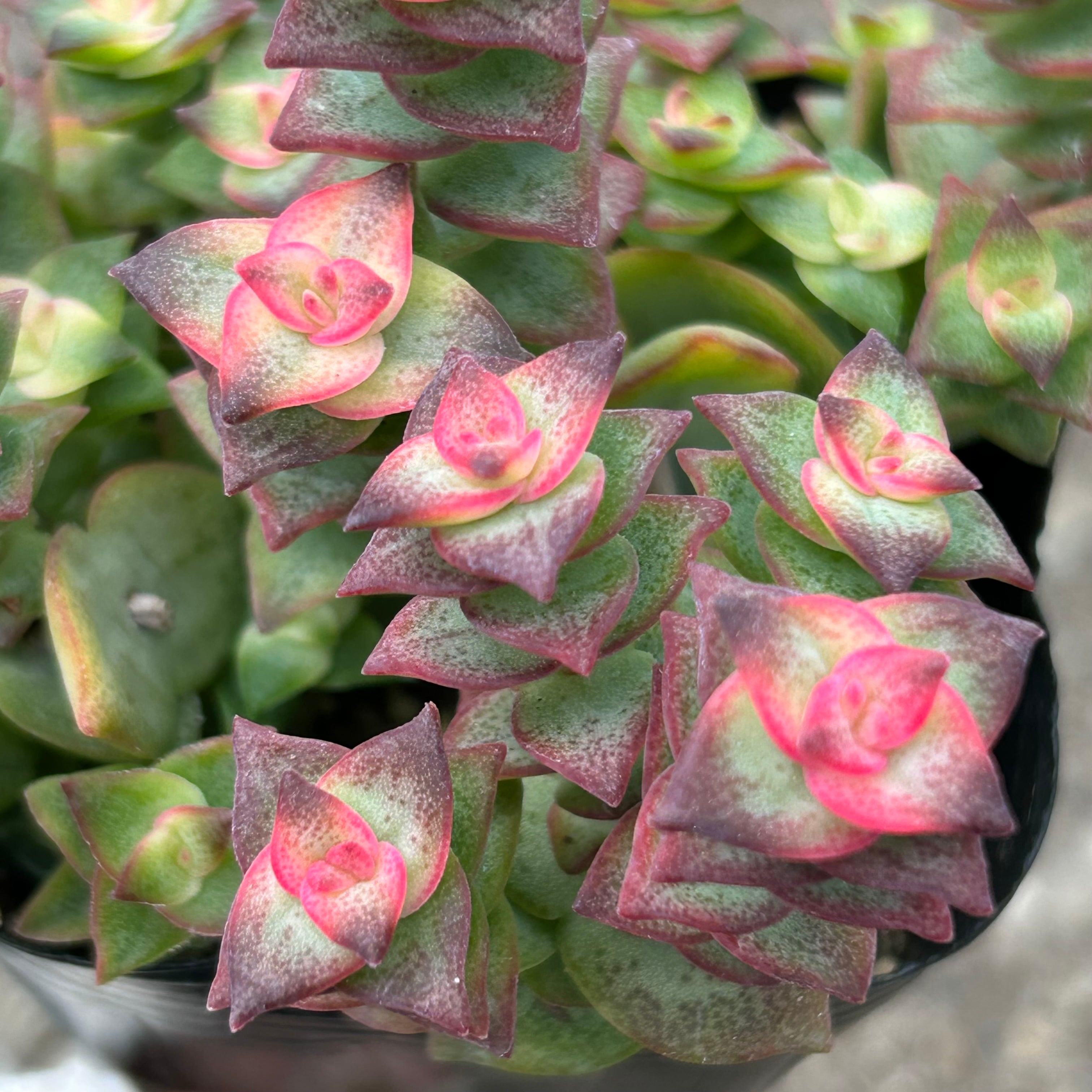 十字星 | RuPo 多肉植物専門店