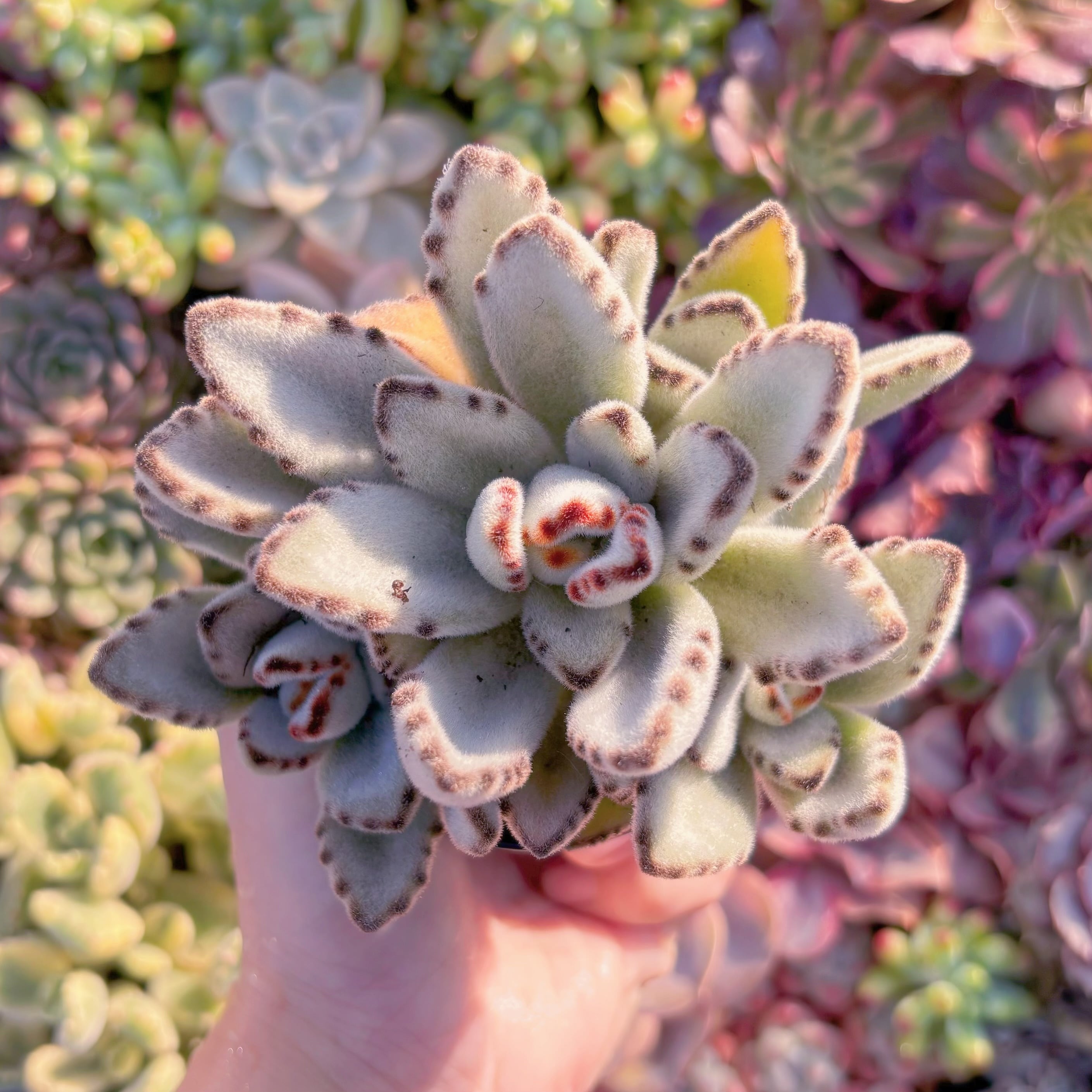 現品　月耳兎#M219　るる農園