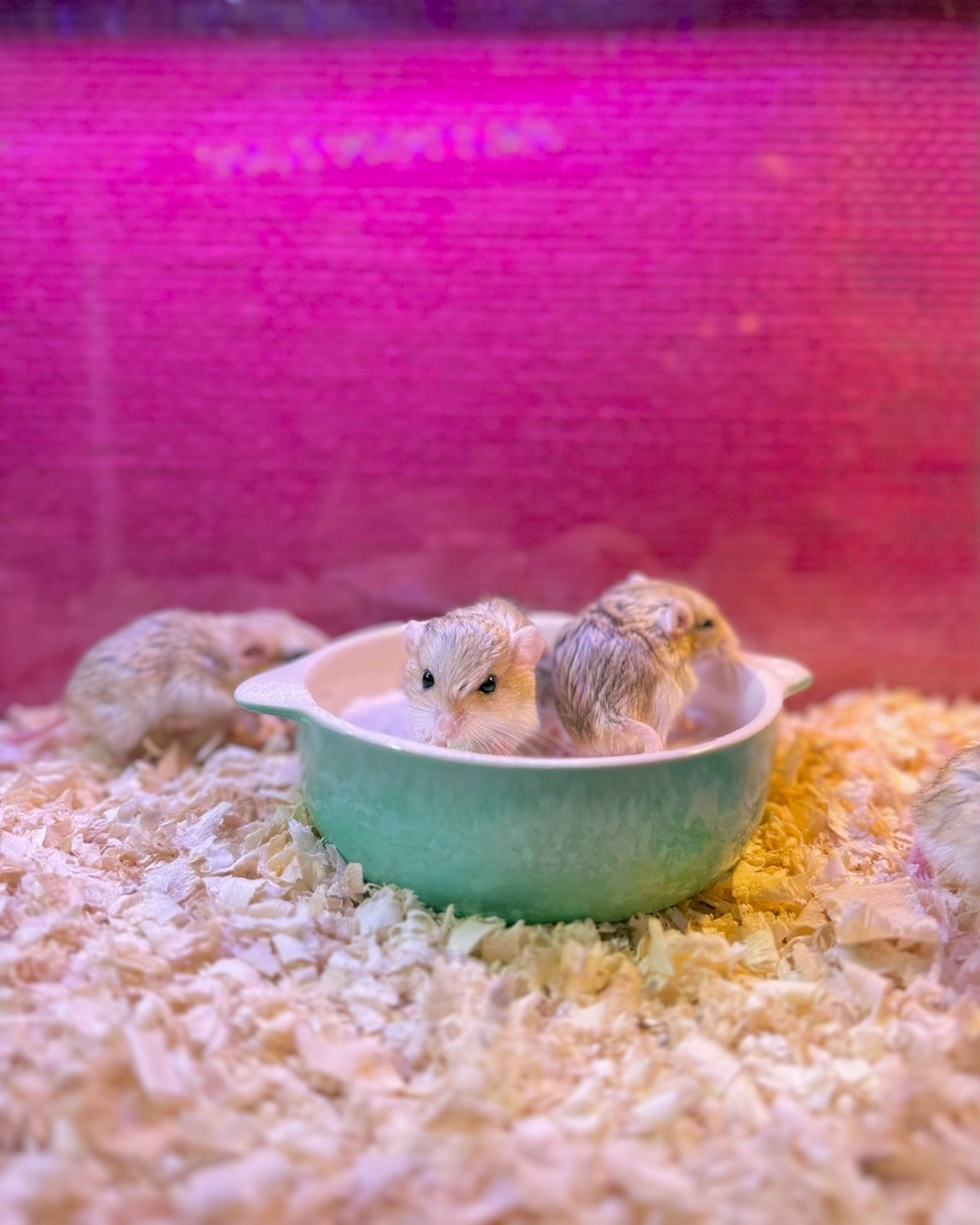 ファットテールジャービル - 5