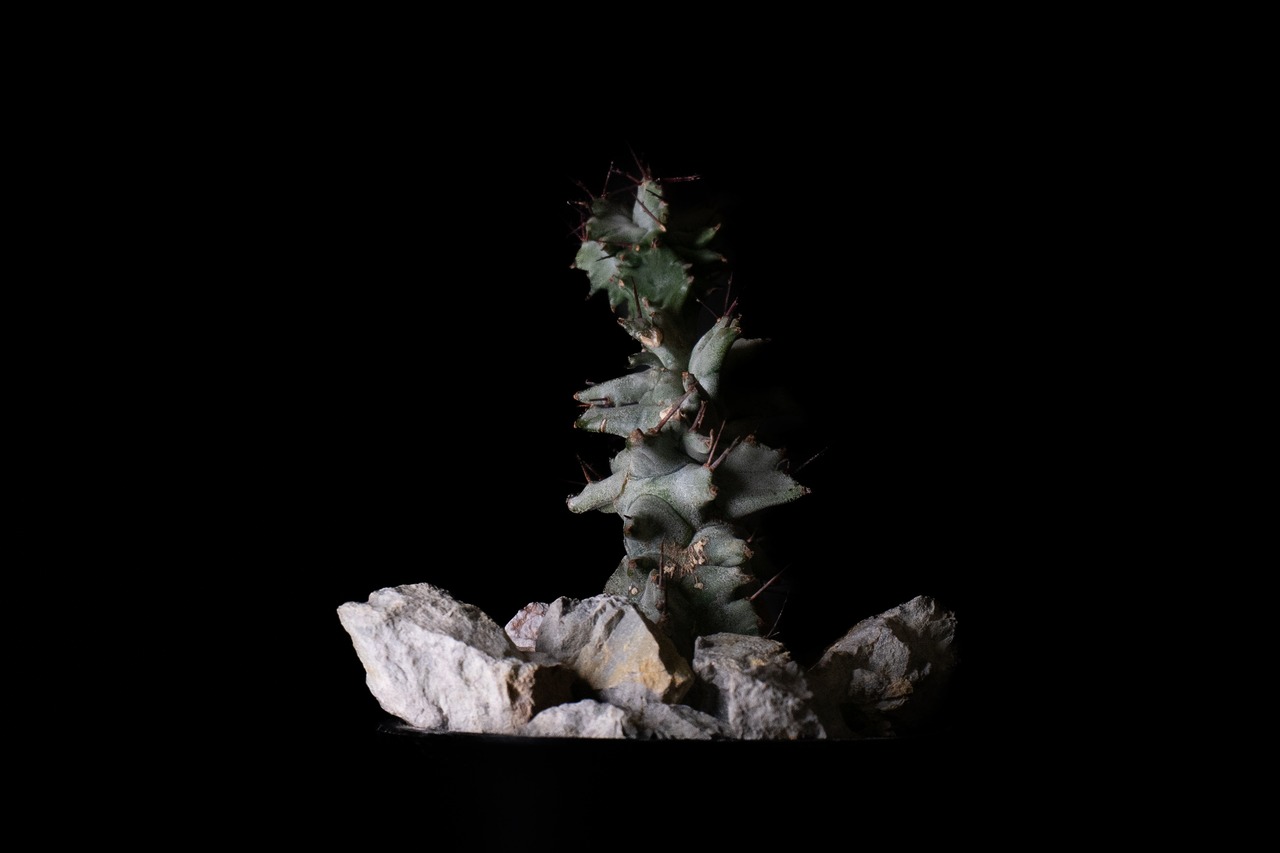Habitat Style Euphorbia horrida