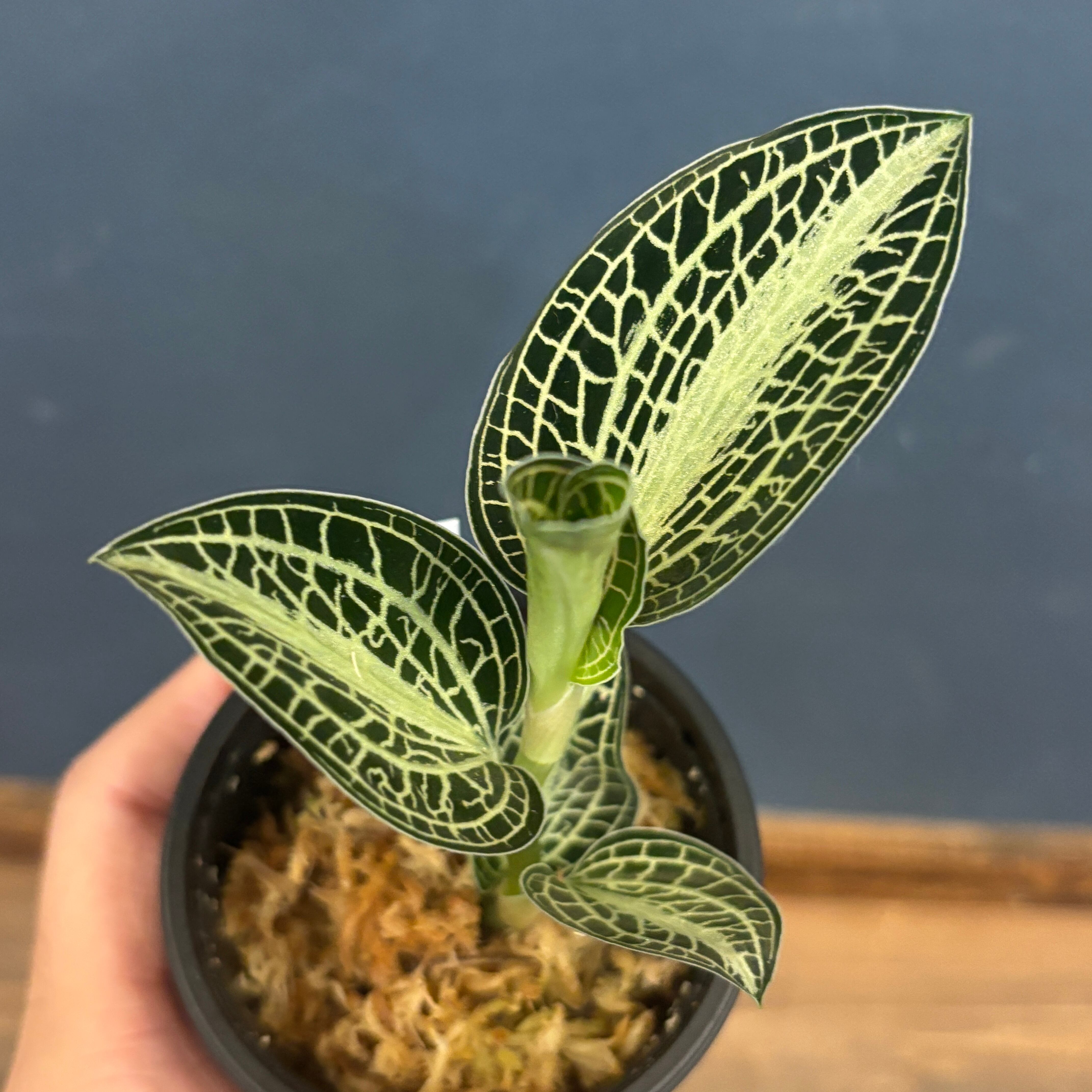 ジュエルオーキッド アネクトキルス サイアメンシス F1実生選抜株【350】