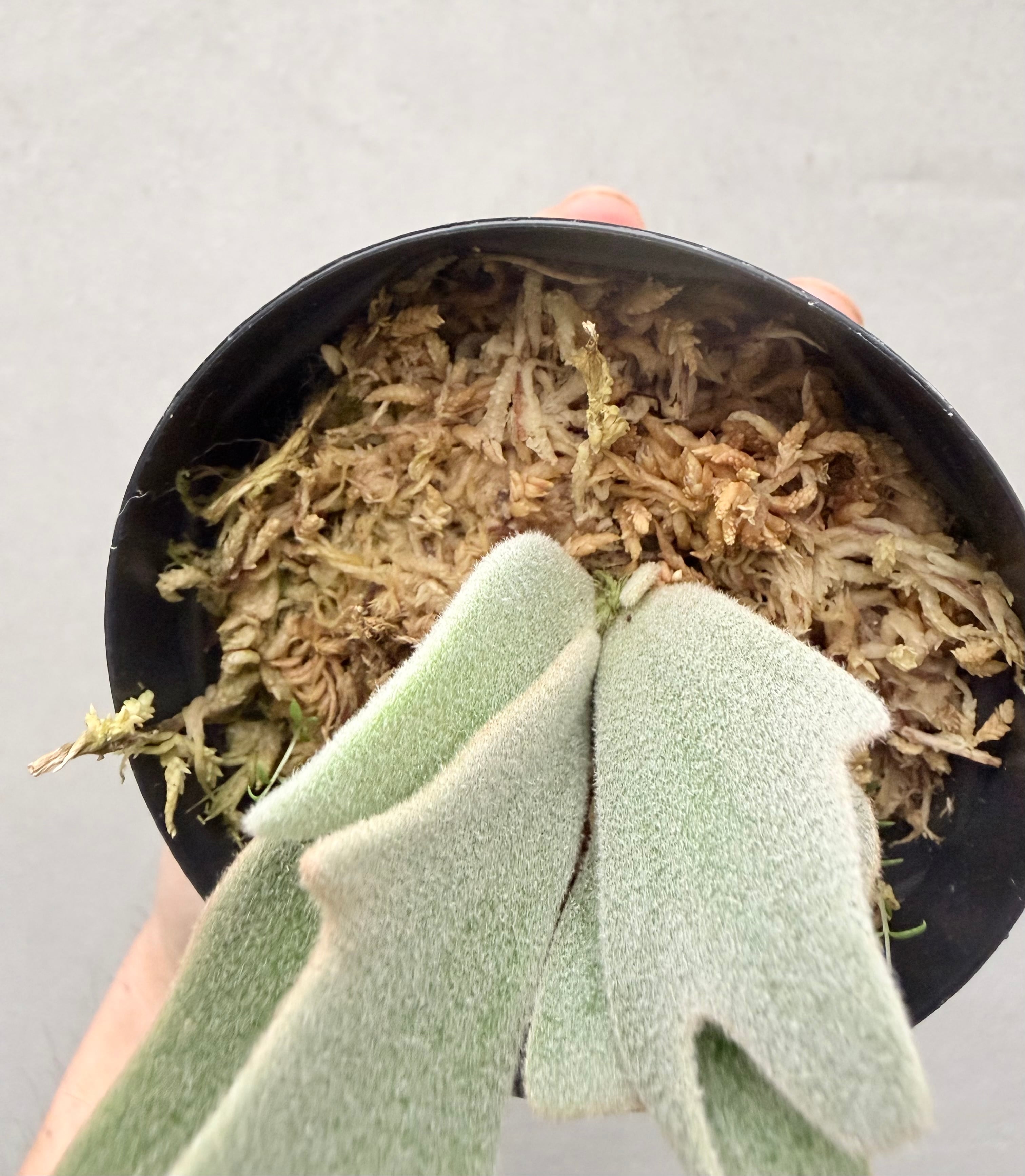 c) P. willinckii 'Frosty Maiden' spore grown ②ビカクシダ