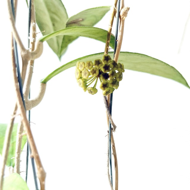 希少ホヤコレクション｜Hoya excavata（ホヤ・エクスカバータ）太陽園芸 × calm cafe