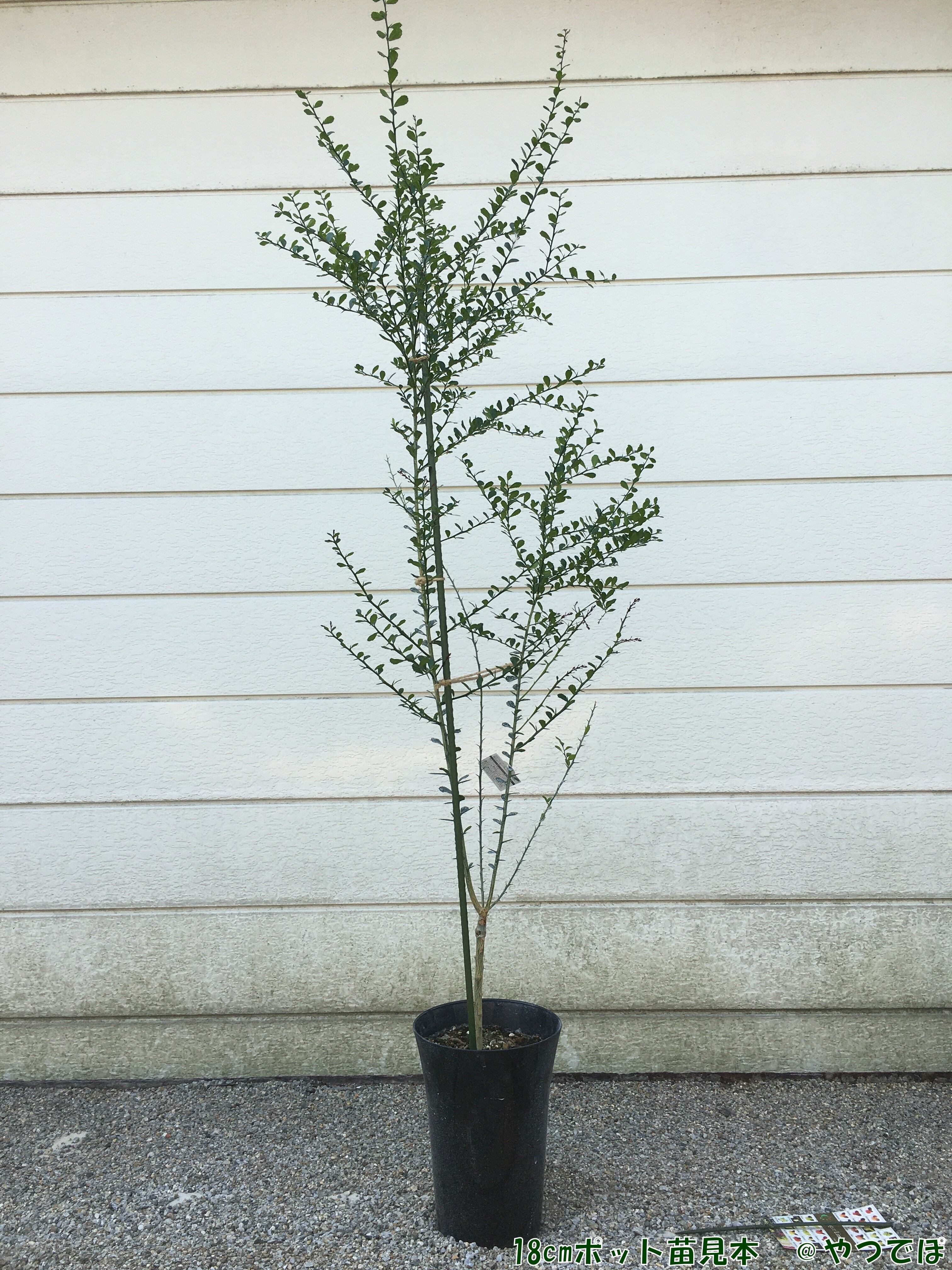 4年生　フィンガーライム接木苗／樹高80cm チョコレートリモネット 4年生 フィンガーライム接木苗／樹高80cm チョコレートリモネット