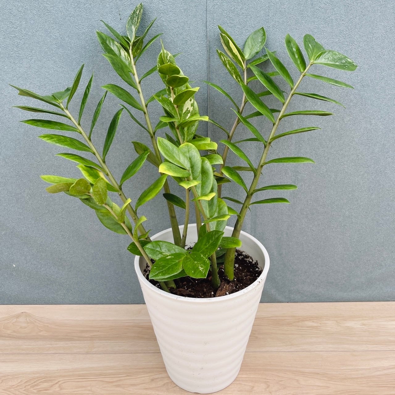 現品］【希少】10番 ドラセナ ハワイアンサンシャイン 8号 観葉植物