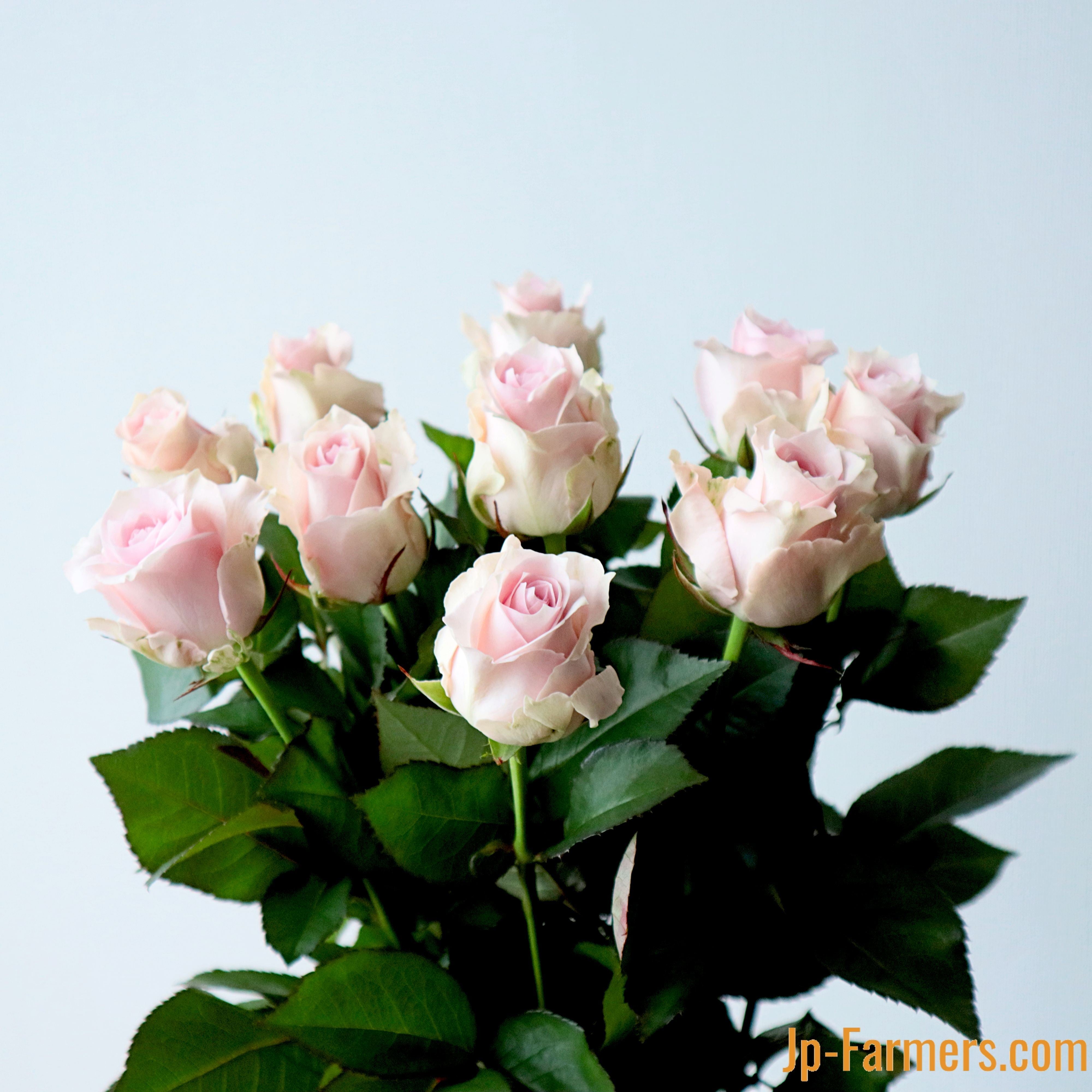 神田ばら園 バラ（リメンブランス） 10本 | 新鮮お花問屋 Jp-Farmers.com