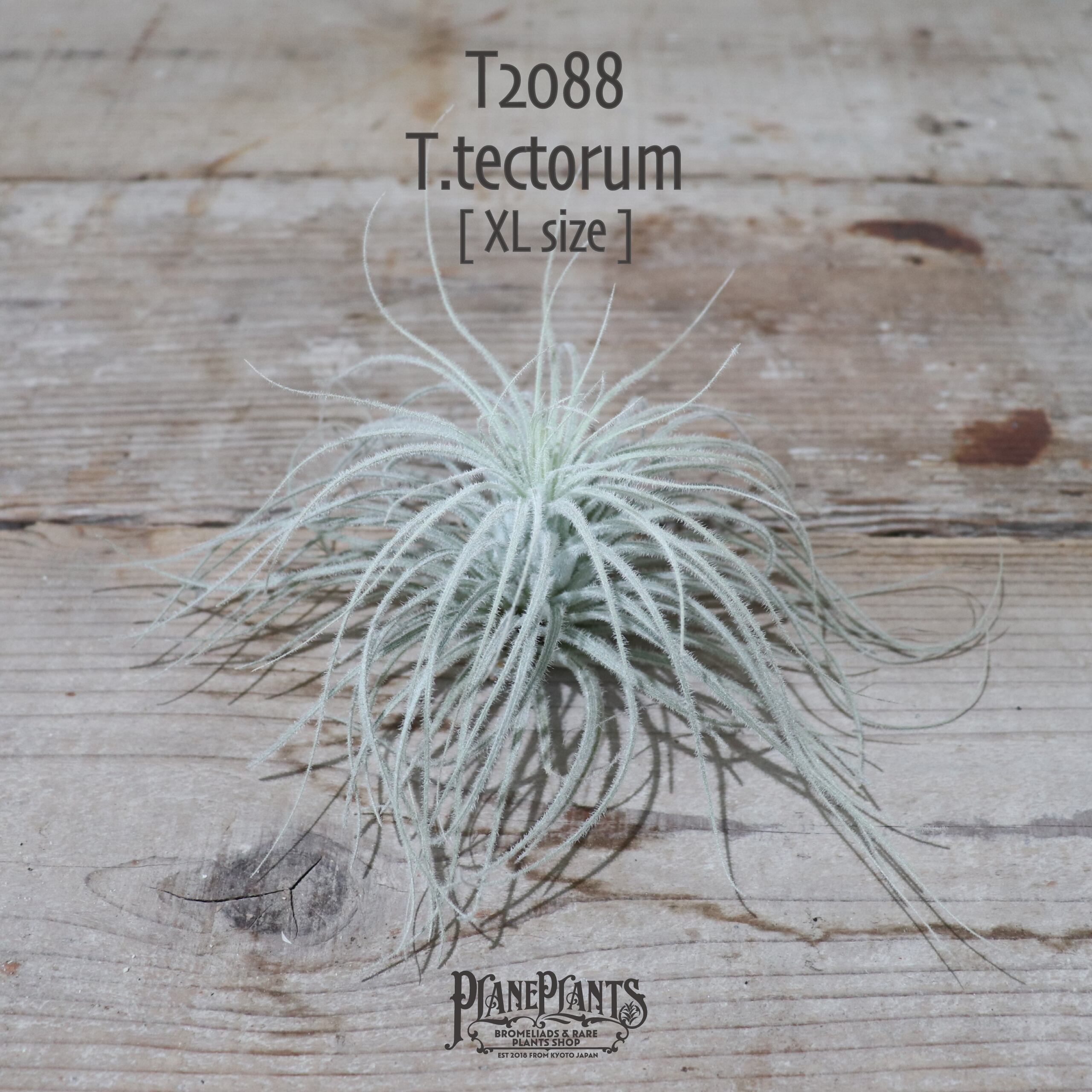 【送料無料】テクトラム XL〔エアプランツ〕現品発送T2088