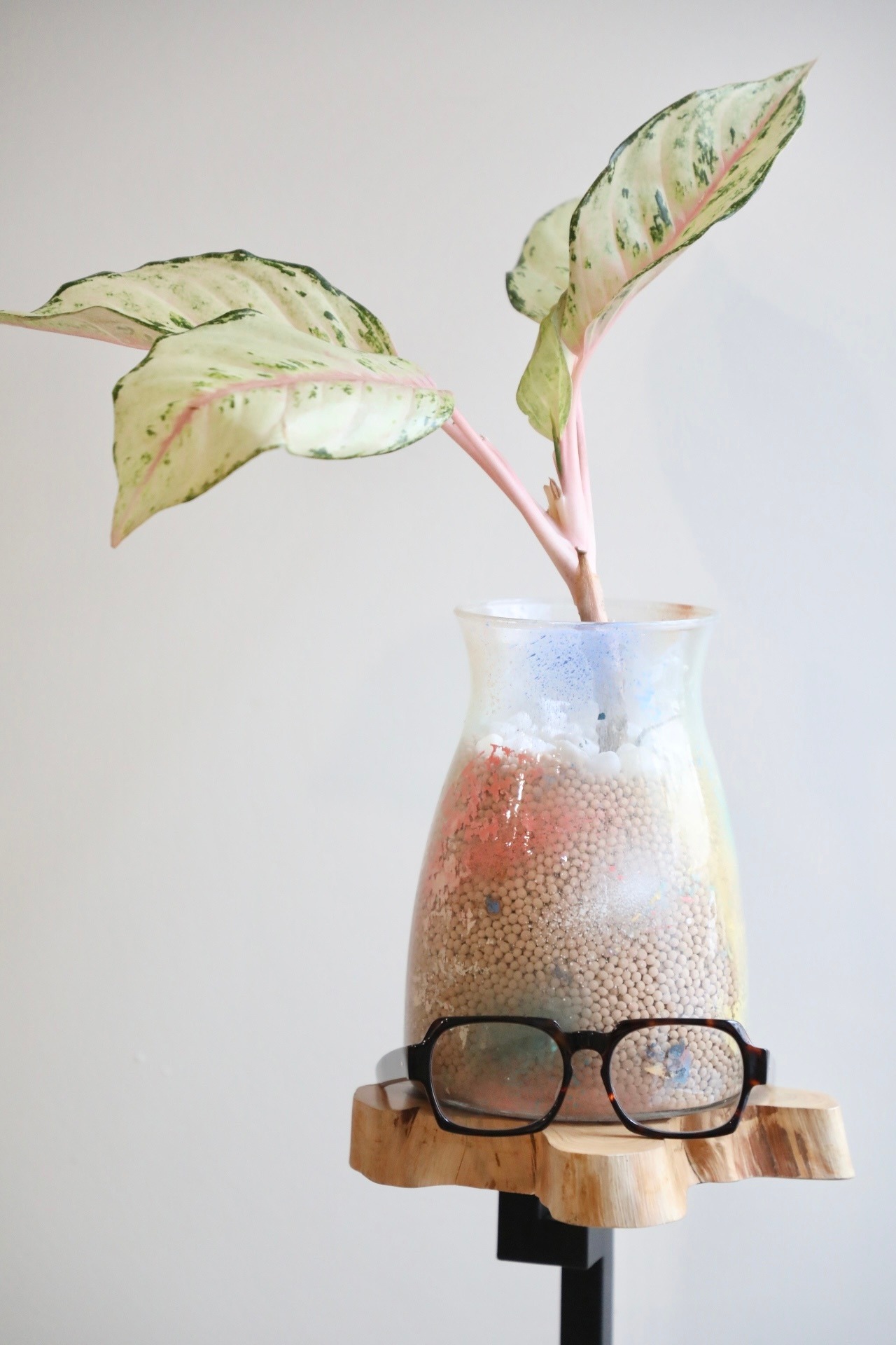 【M】【ハイドロ】アグラオネマ フローズン　※WOODLYグラスポット付き