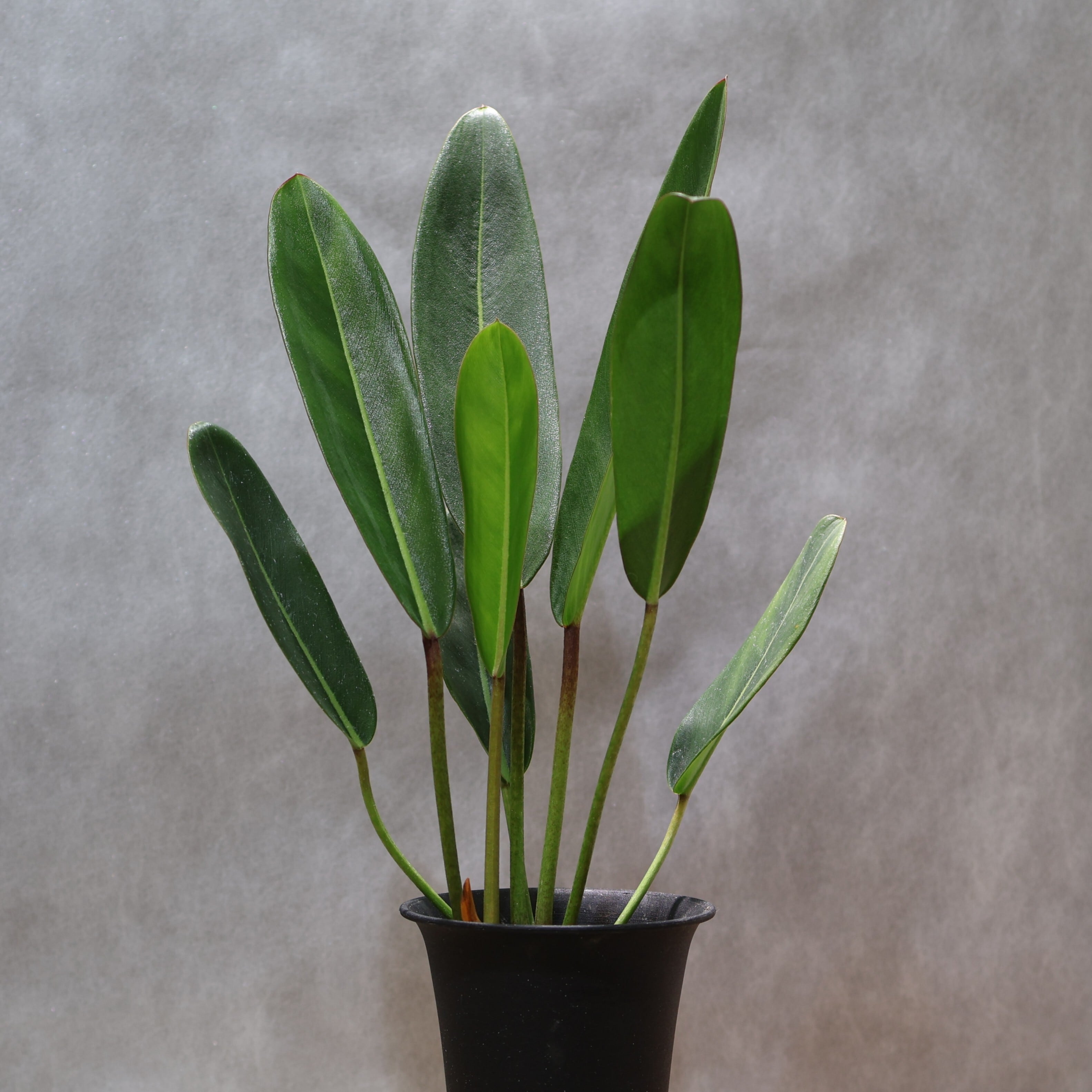 Q009フィロデンドロン・カロッサム 324 線と陰影を愉しむ『フィロデンドロン カロッスム Philodendron