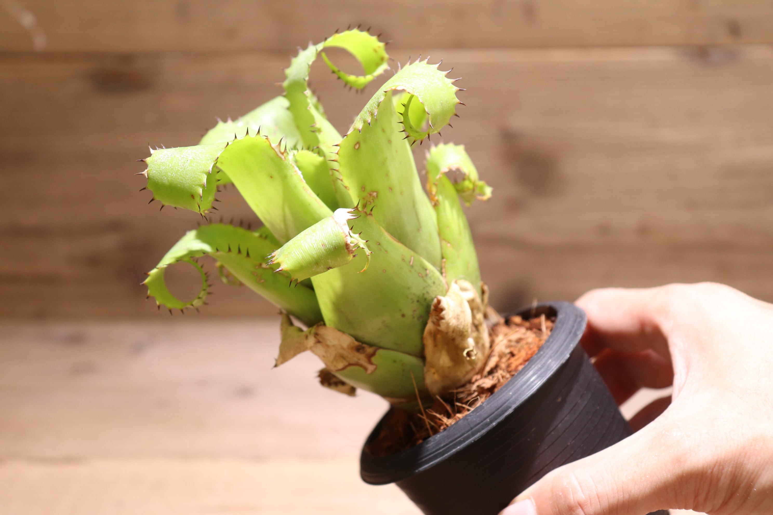 送料無料】Neoregelia mooreana (Hylaeaicum mooreanum)〔ネオレゲリア