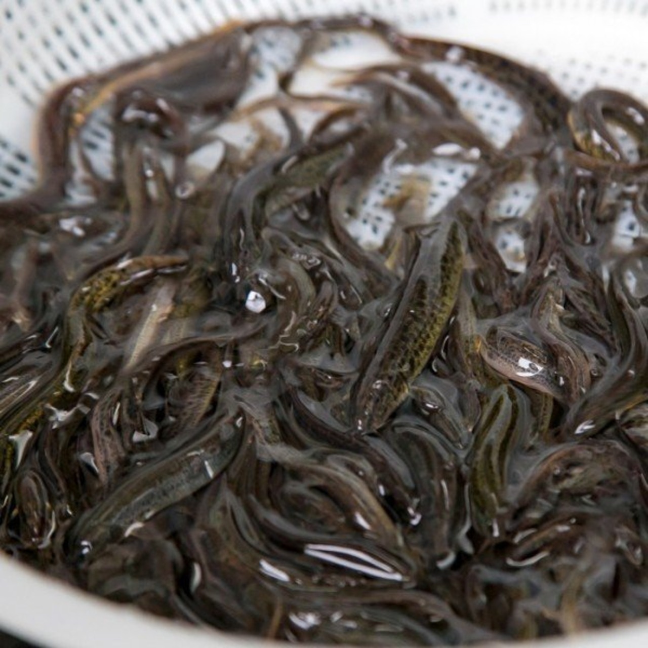 ドジョウ どじょう 天然 国産 群馬県産 地物 200ｇ 食用 観賞用 釣り餌 食材 大きさ指定不可