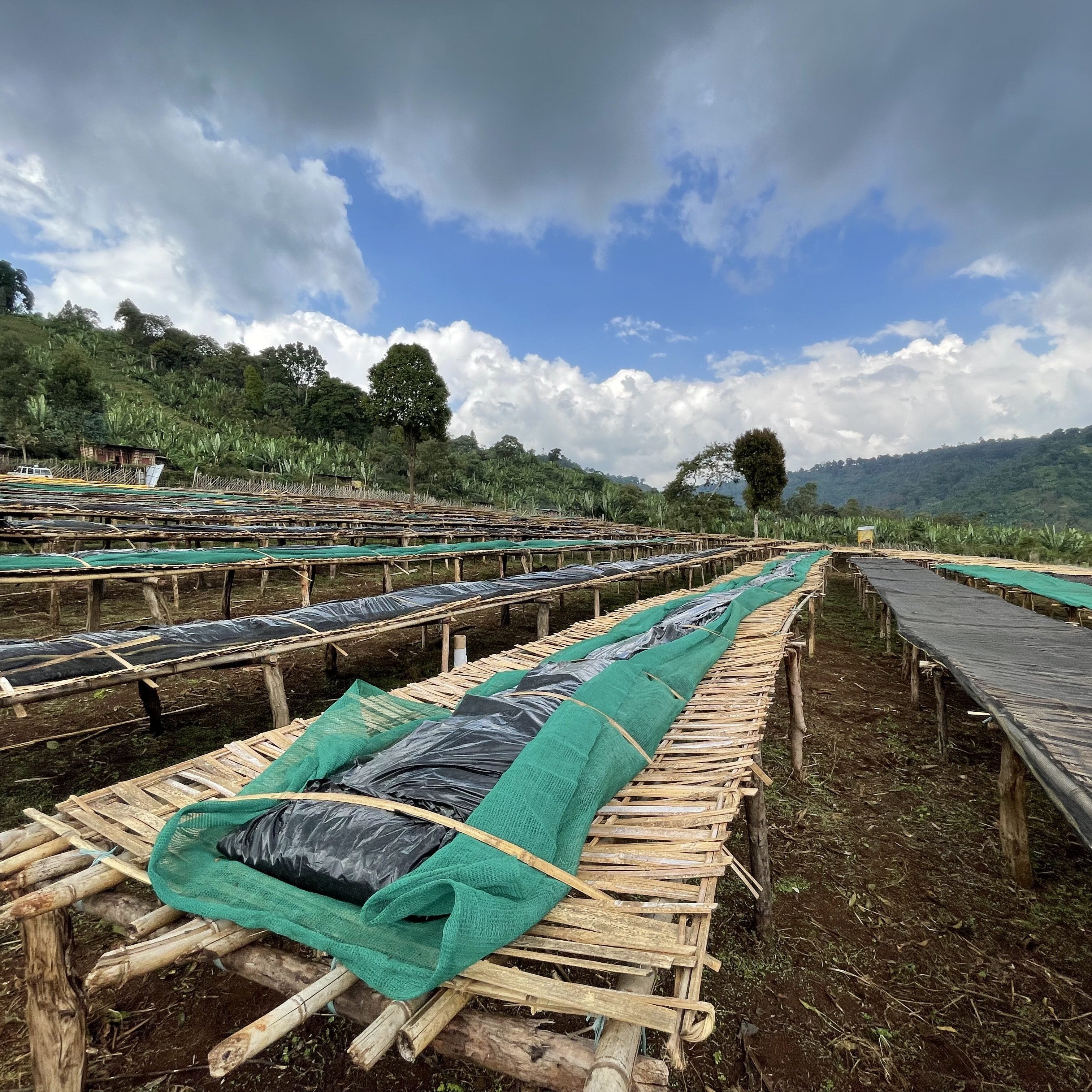 Ethiopia Dula Mazoria Anaerobic Natural (200g) | SAFARI COFFEE ROASTER