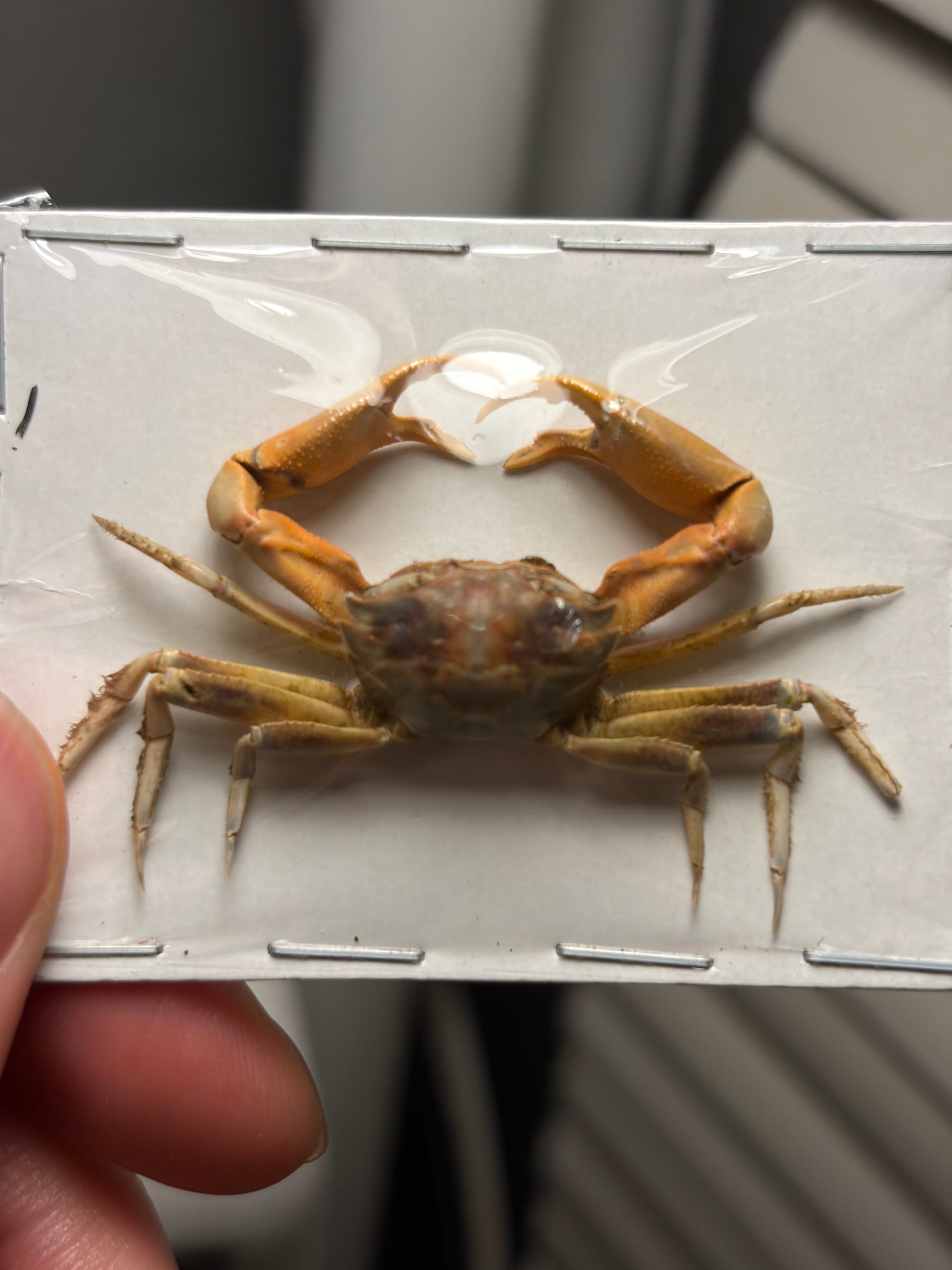 2匹set】マンマルコガネ レッドフォーム 標本 とんでもない甲虫
