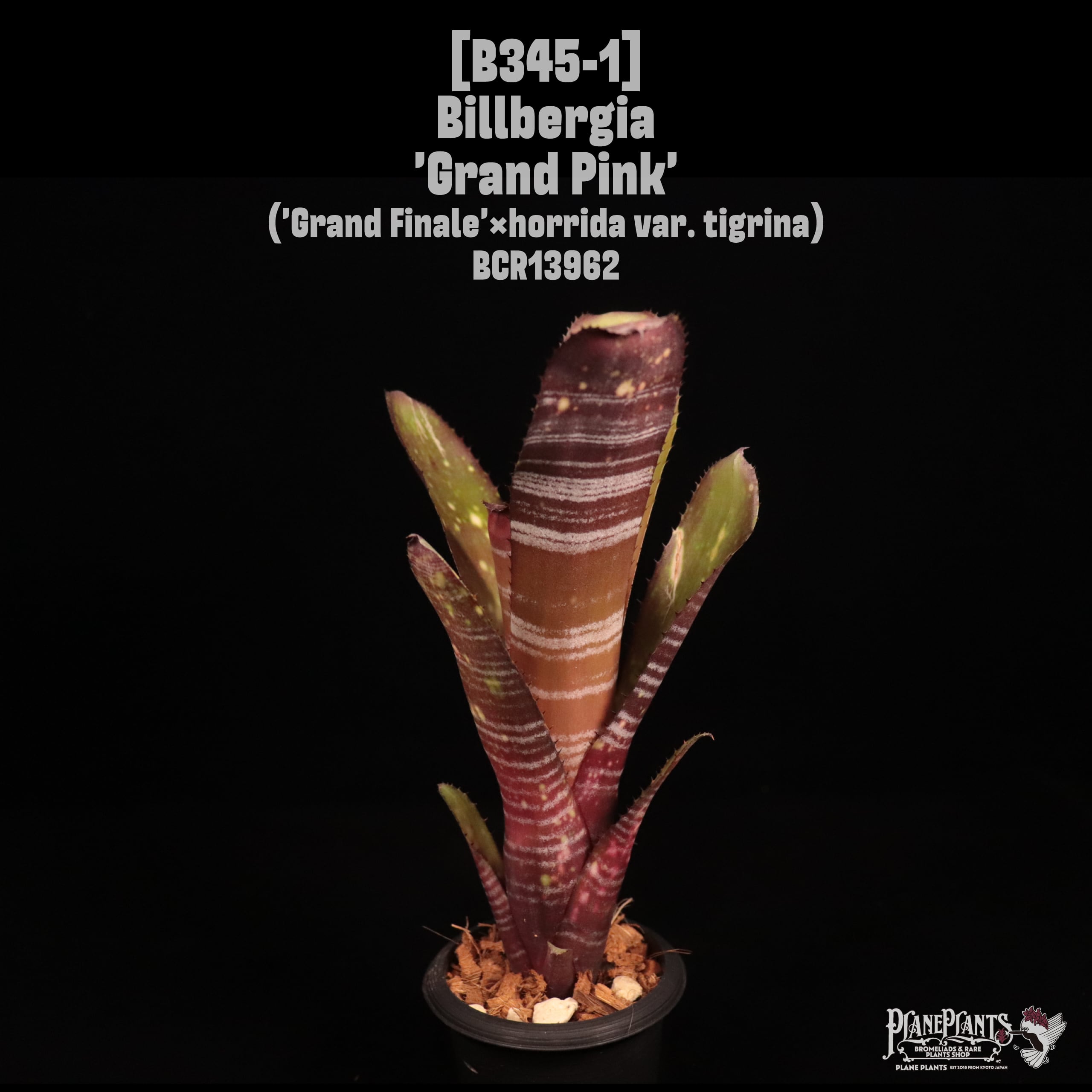 送料無料】 Billbergia sanderiana〔ビルベルギア〕現品発送B0011
