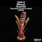 Billbergia 'Grand pink'〔ビルベルギア〕B345-1