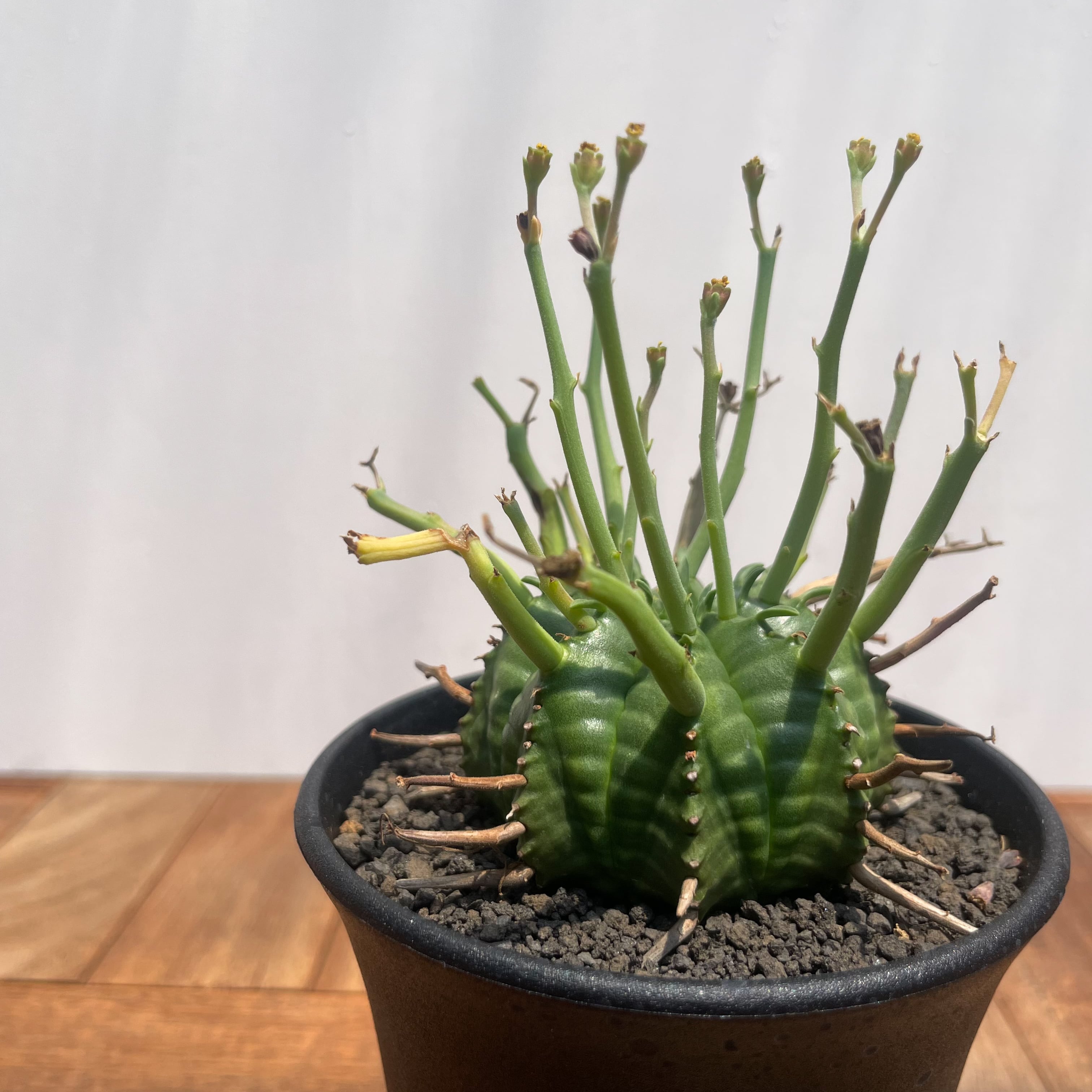 Euphorbia valida【ユーフォルビア・強棘バリダ】 | RIMO'S GREEN