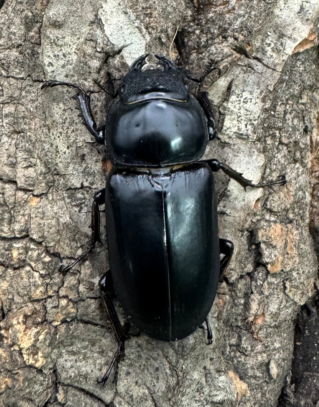 【WD】《ドルクスヤクシャ チベット産 38mm ♂♀♀トリオ》