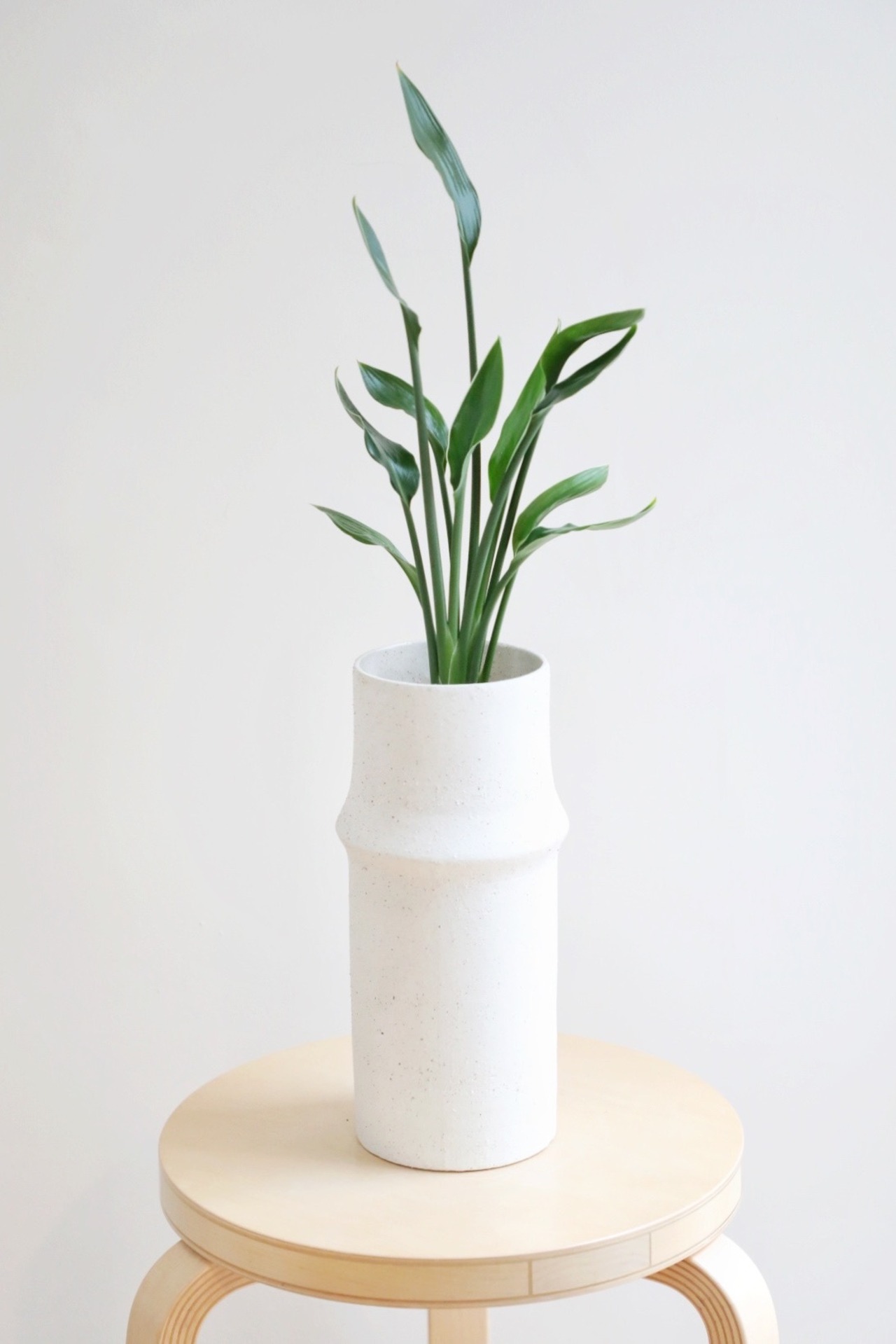 【M】ストレリチア ユンケア/Strelitzia