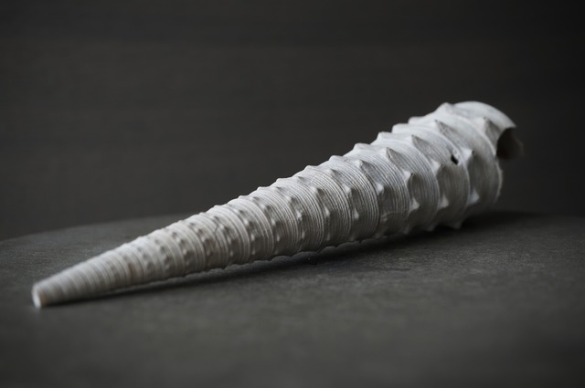 フランス産大型巻貝化石 Campanile auvertianum 2379