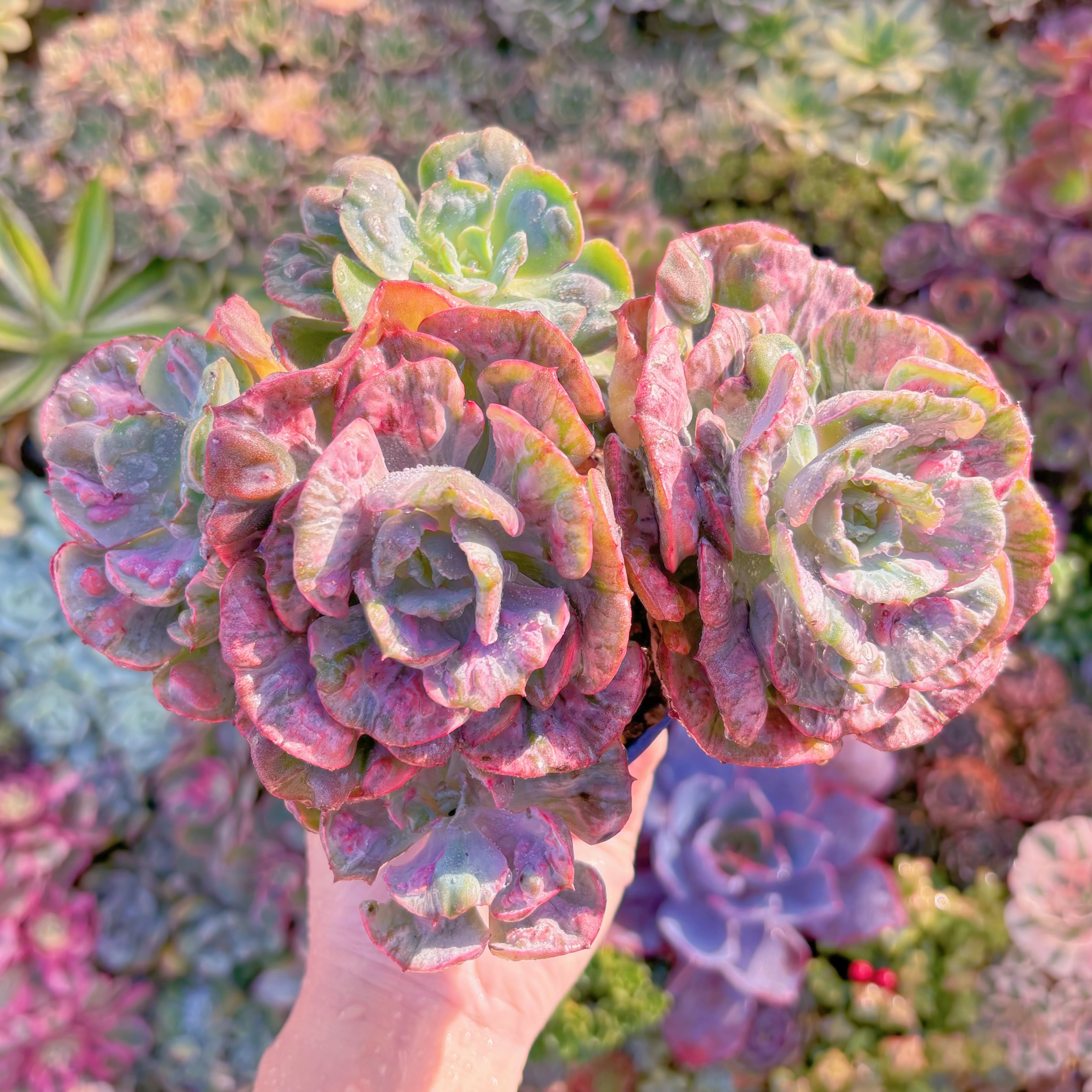 現品　ビヨンセ錦#A069　希少大群生　直径約19cm 　新入荷　るる農園