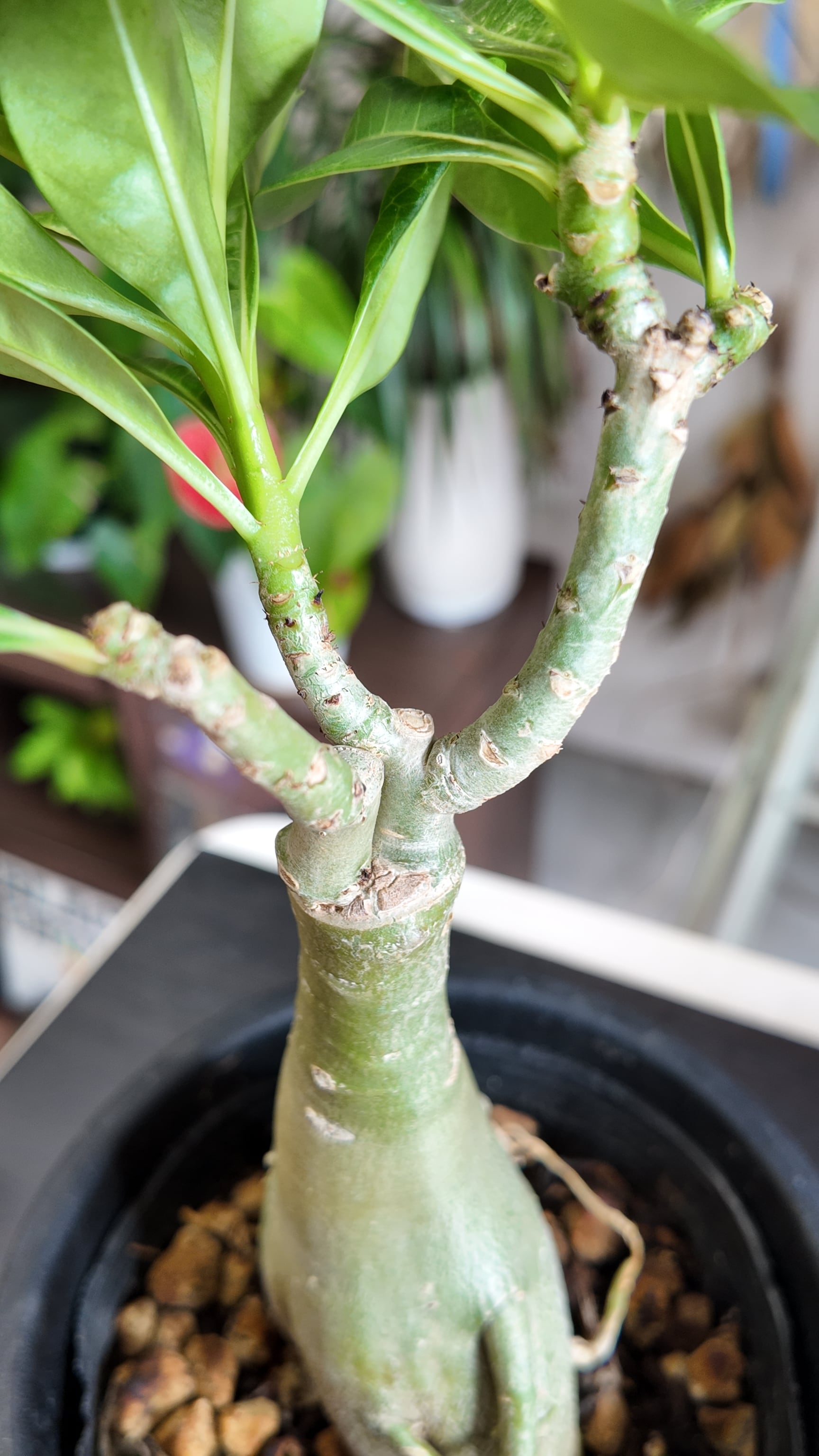 塊根植物：アデニウム オベスム | 宮田生花店