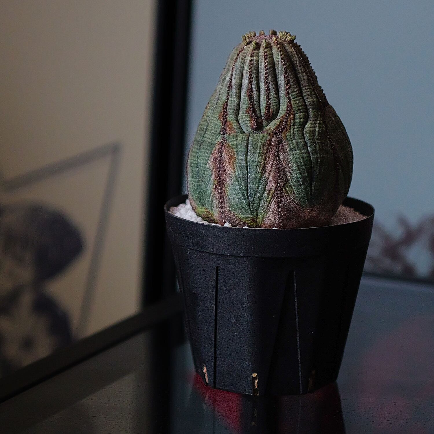 ユーフォルビア　オベサ　木質化 まさに珍奇植物。「木質化」という経年変化が楽しめる