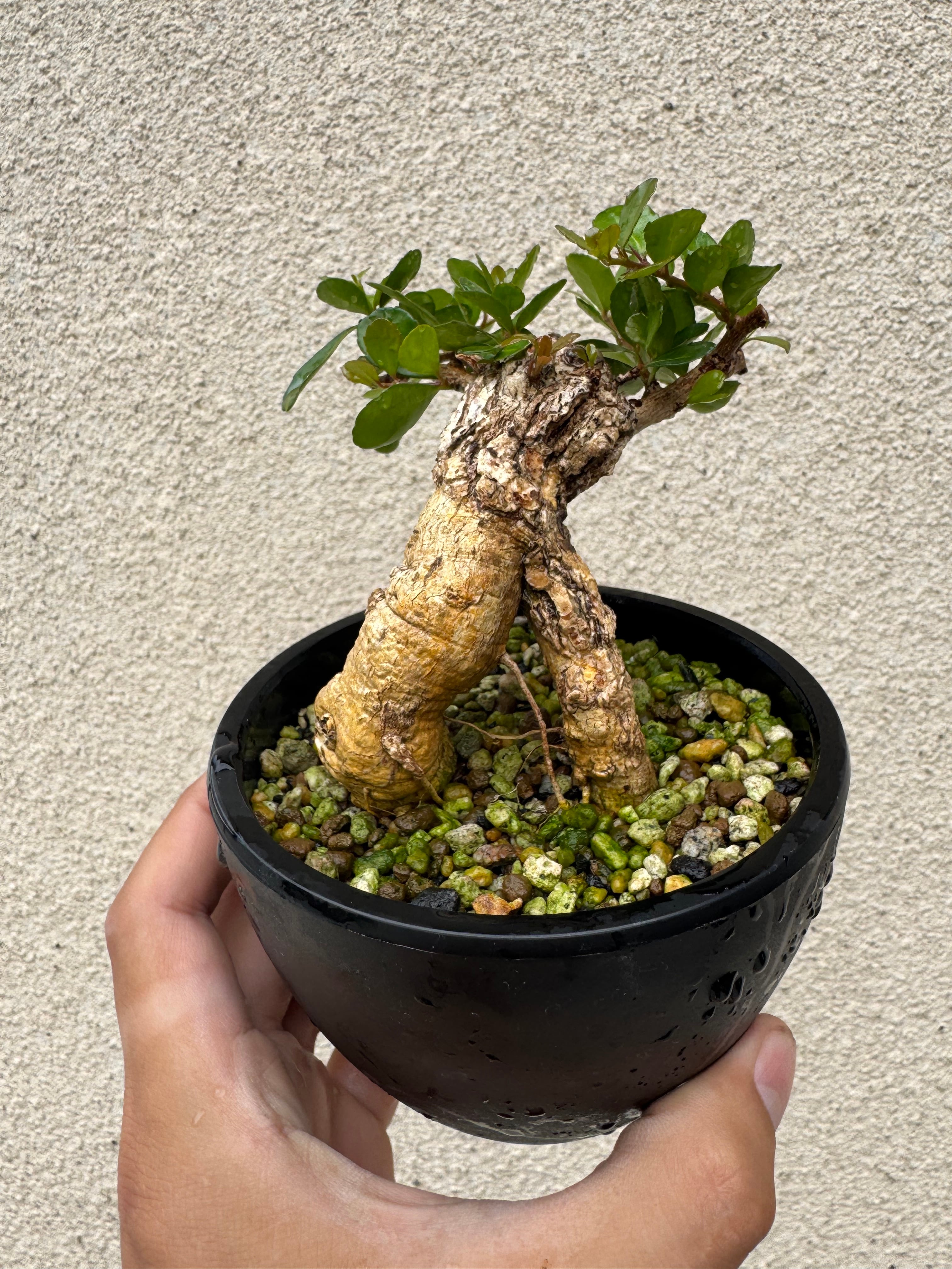 ハリツルマサキ(マッコウ)琉球盆栽 琉球盆栽】ハリツルマサキ【小型の良品】 | 青坊主-aobouzu-