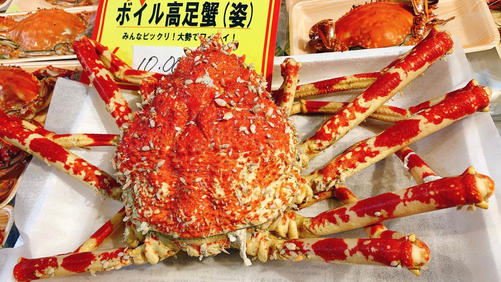 旬の特大限定 朝ゆで蒲郡産タカアシガニ 特大ｻｲｽﾞ (ｸｰﾙ代大ｻｲｽﾞ990円込