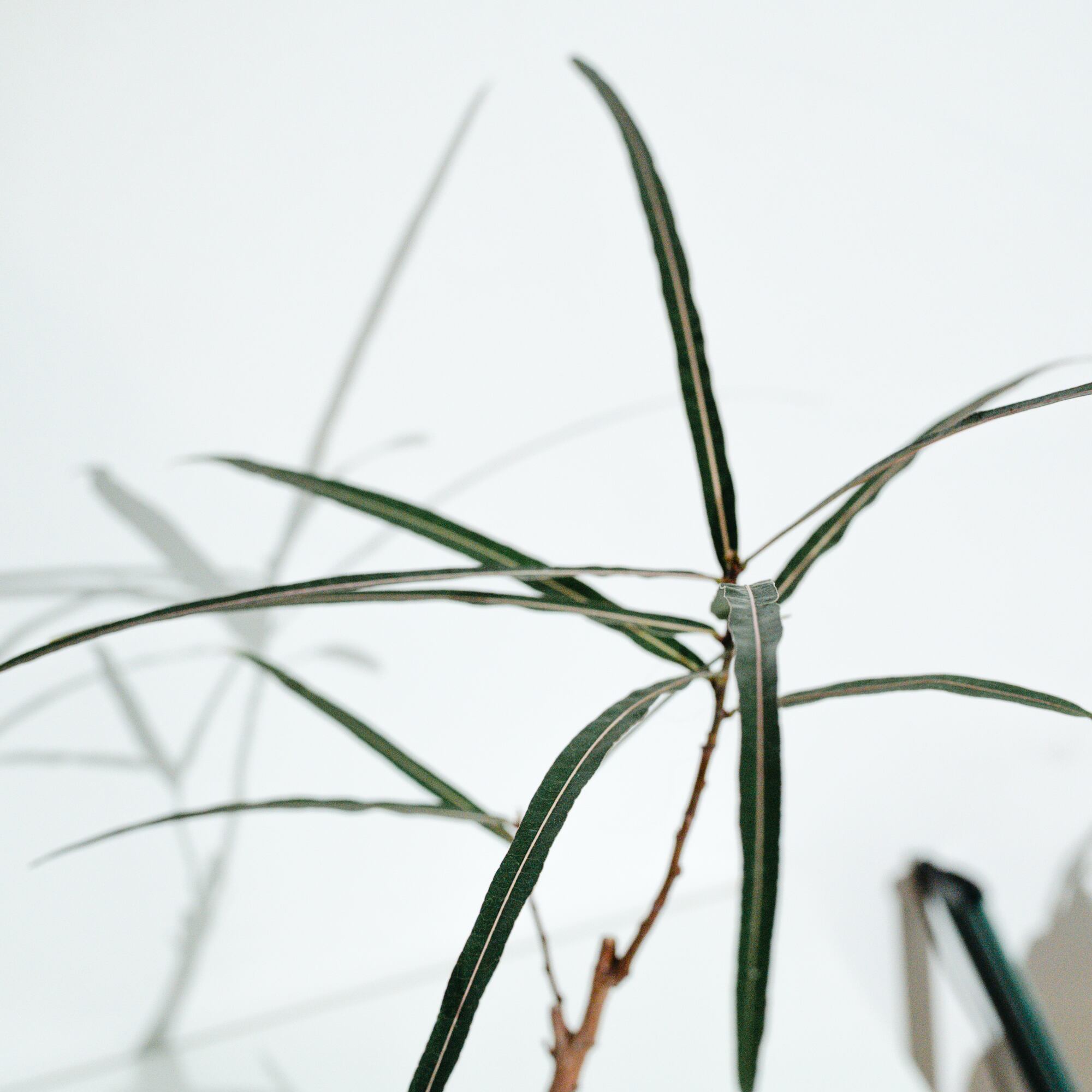 ボトルツリー（Brachychiton rupestris）_251028 | MERAKI
