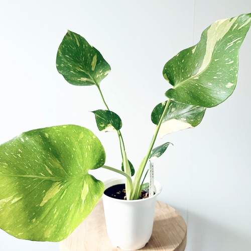《現品発送》斑入りモンステラ タイコンステレーション No.1 観葉植物 calm cafe