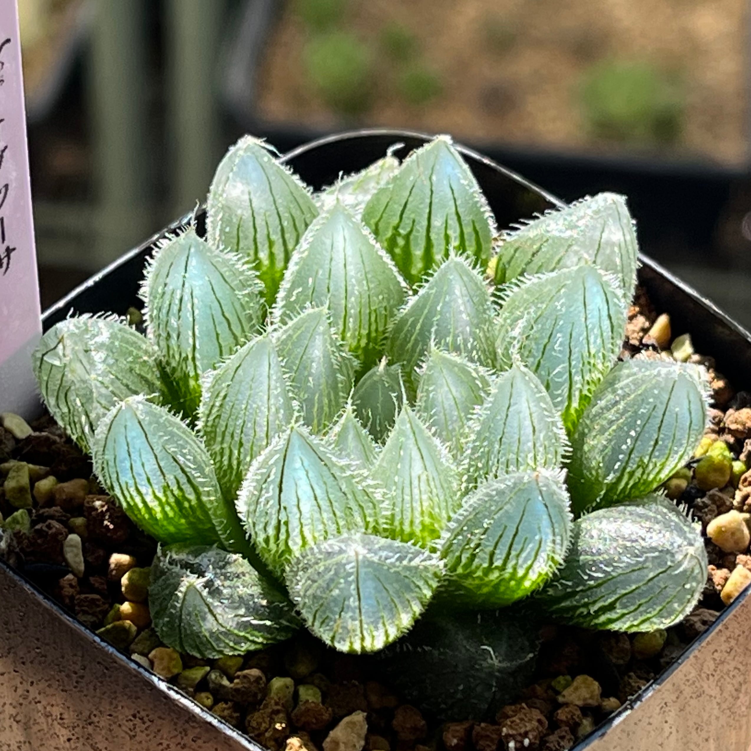 mocono_plants