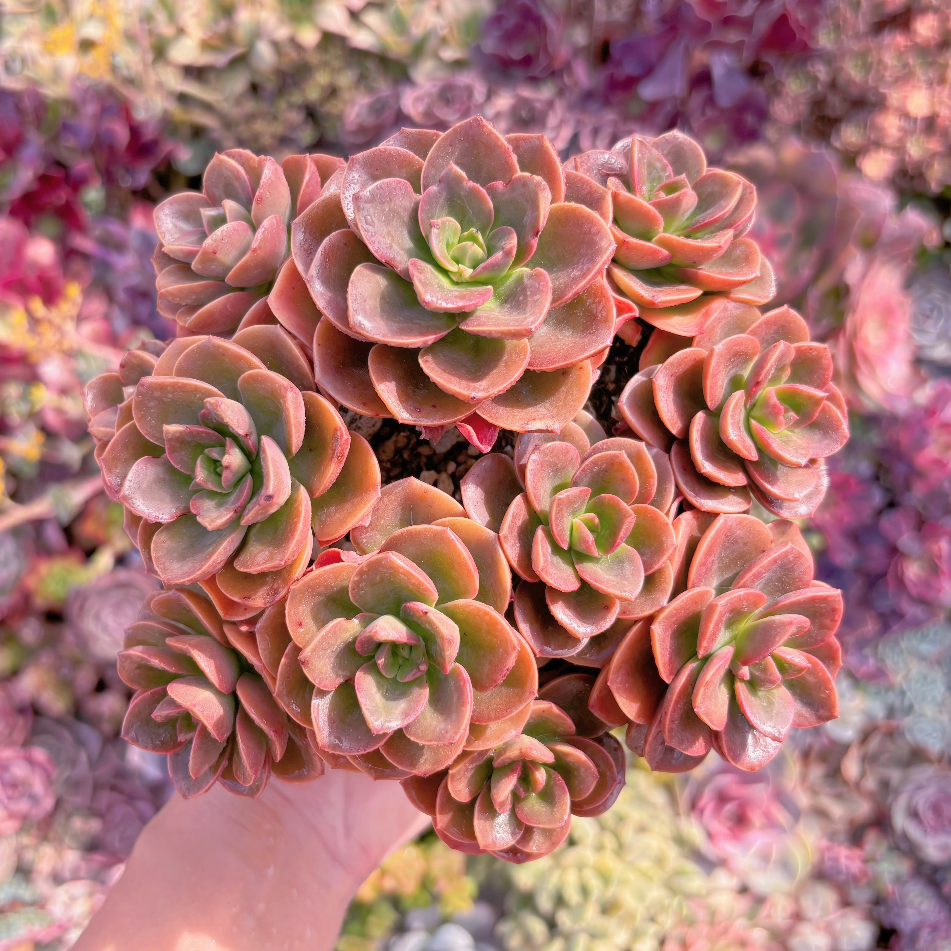 現品　チョコレート#888　大群生　新入荷　るる農園