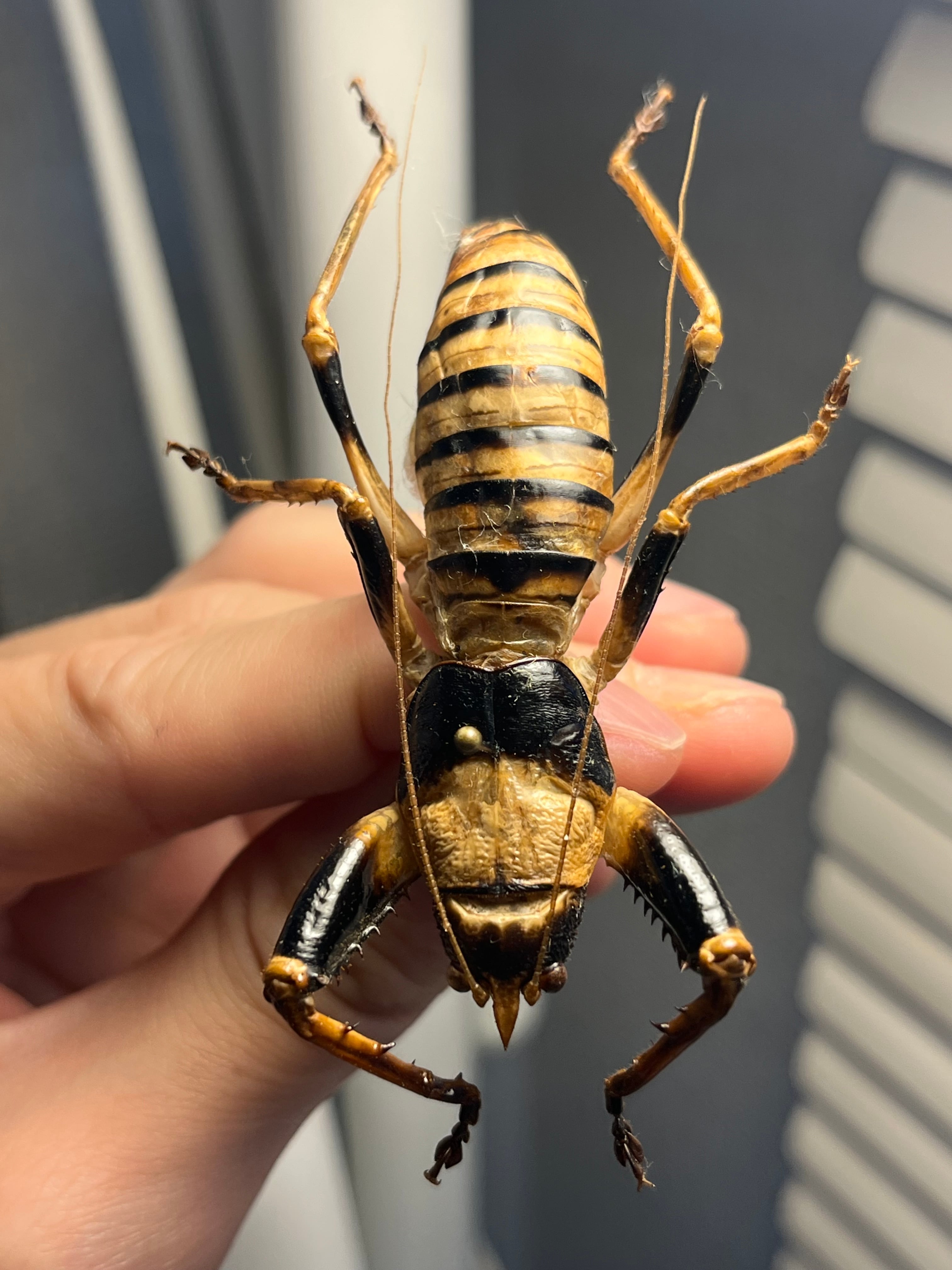 巨大♂】ロブスターキリギリス マッチョキリギリス コロギス リオック