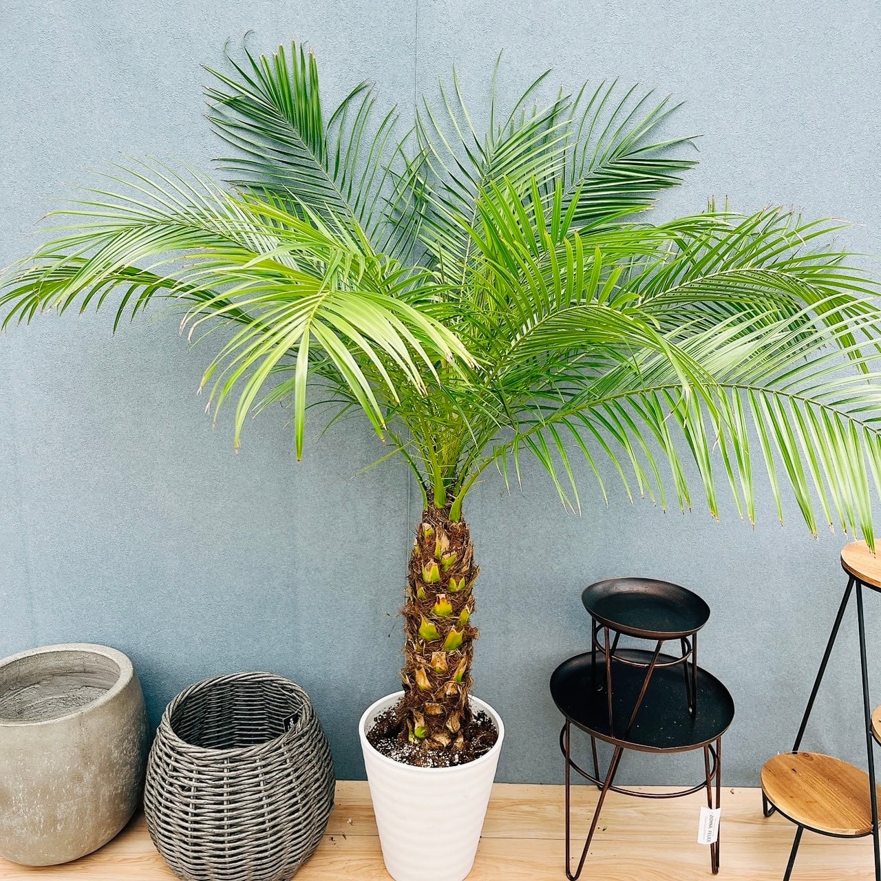 現品］【希少】47番 マニラヤシ 斑入り 観葉植物 大型 室内 8号 プラ鉢