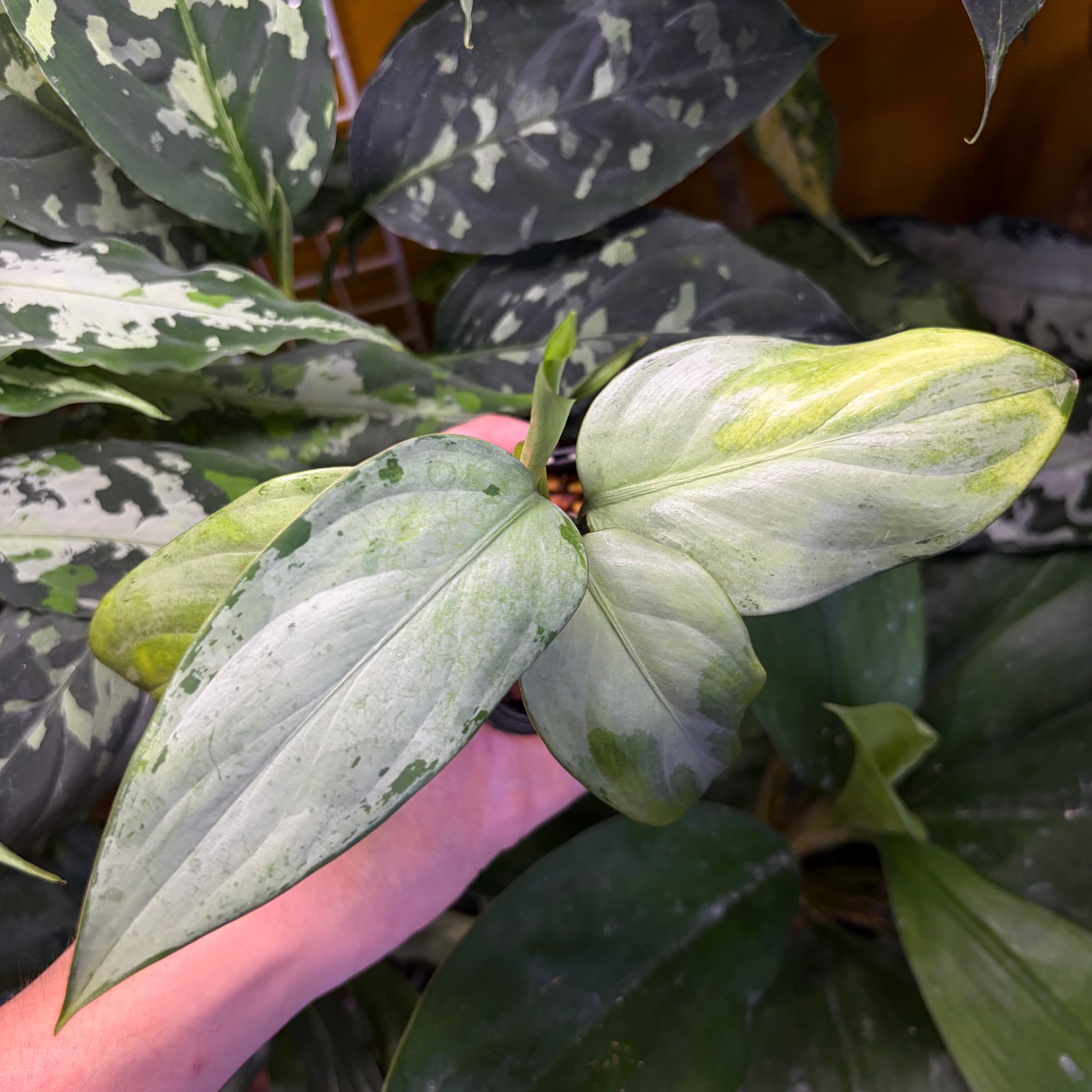 Begonia sp.Sumpur TK031117 原種ベゴニア TK便 | 熱帯雨林植物専門店