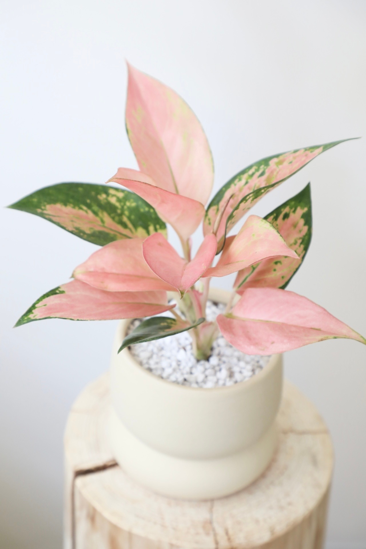 アグラオネマ スピットファイア/Aglaonema Spitfire ※陶器鉢付き