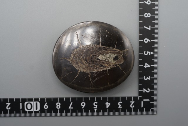 魚の糞石 Fish coprolite in nodule