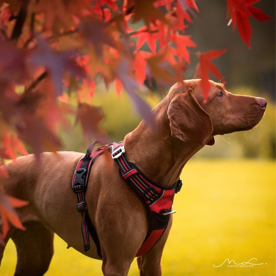 犬ハーネス 犬胴輪 耐久性のある犬ハーネスラージドッグレザーハーネス