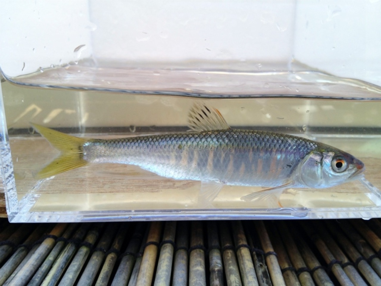 ※セット販売※（淡水魚）オイカワ　7~12ｃｍ±（雌雄不問　3匹）【生体】