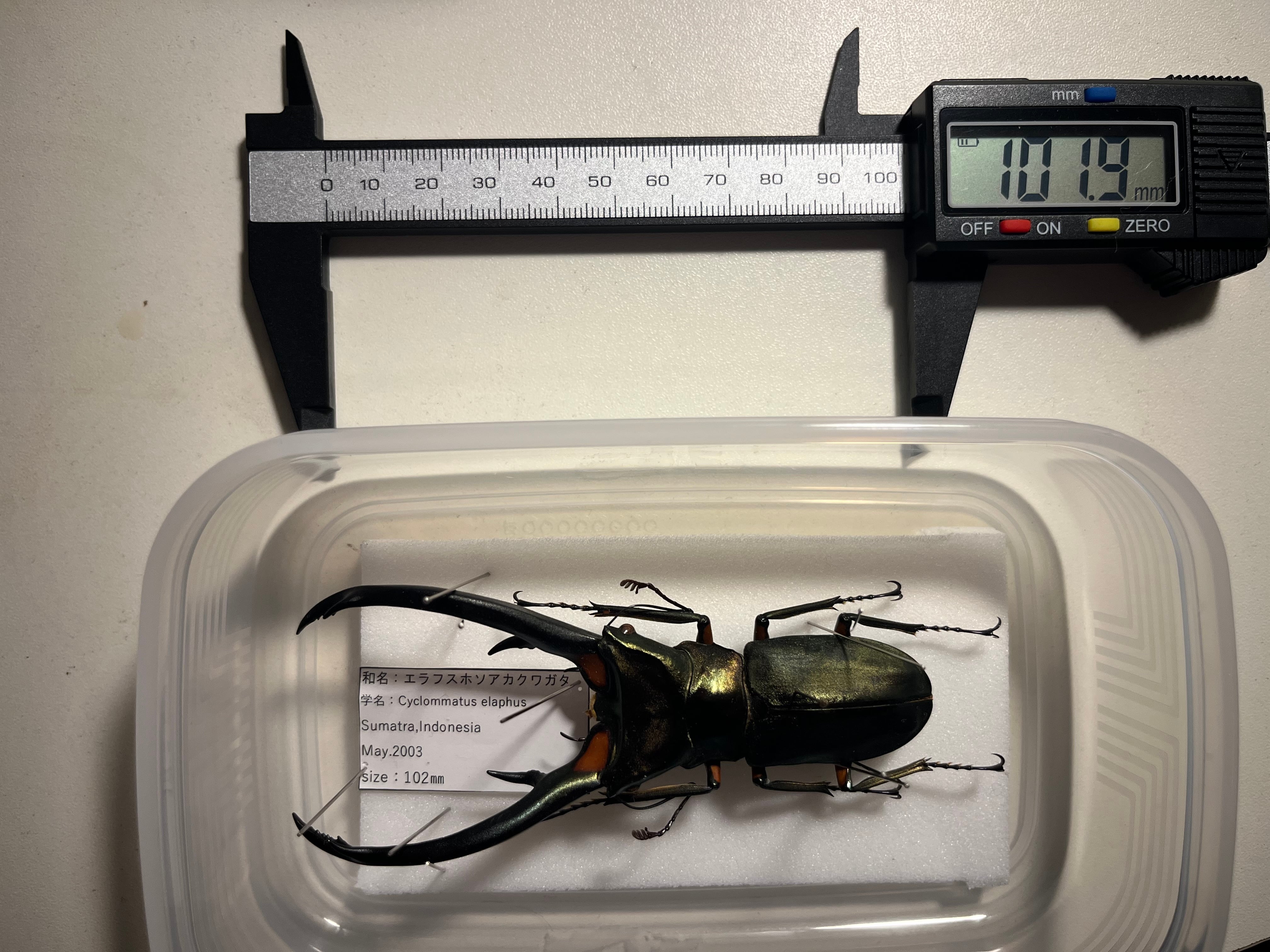 102mm】エラフスホソアカクワガタ Cyclommatus elaphus 紅鹿細身赤鍬形