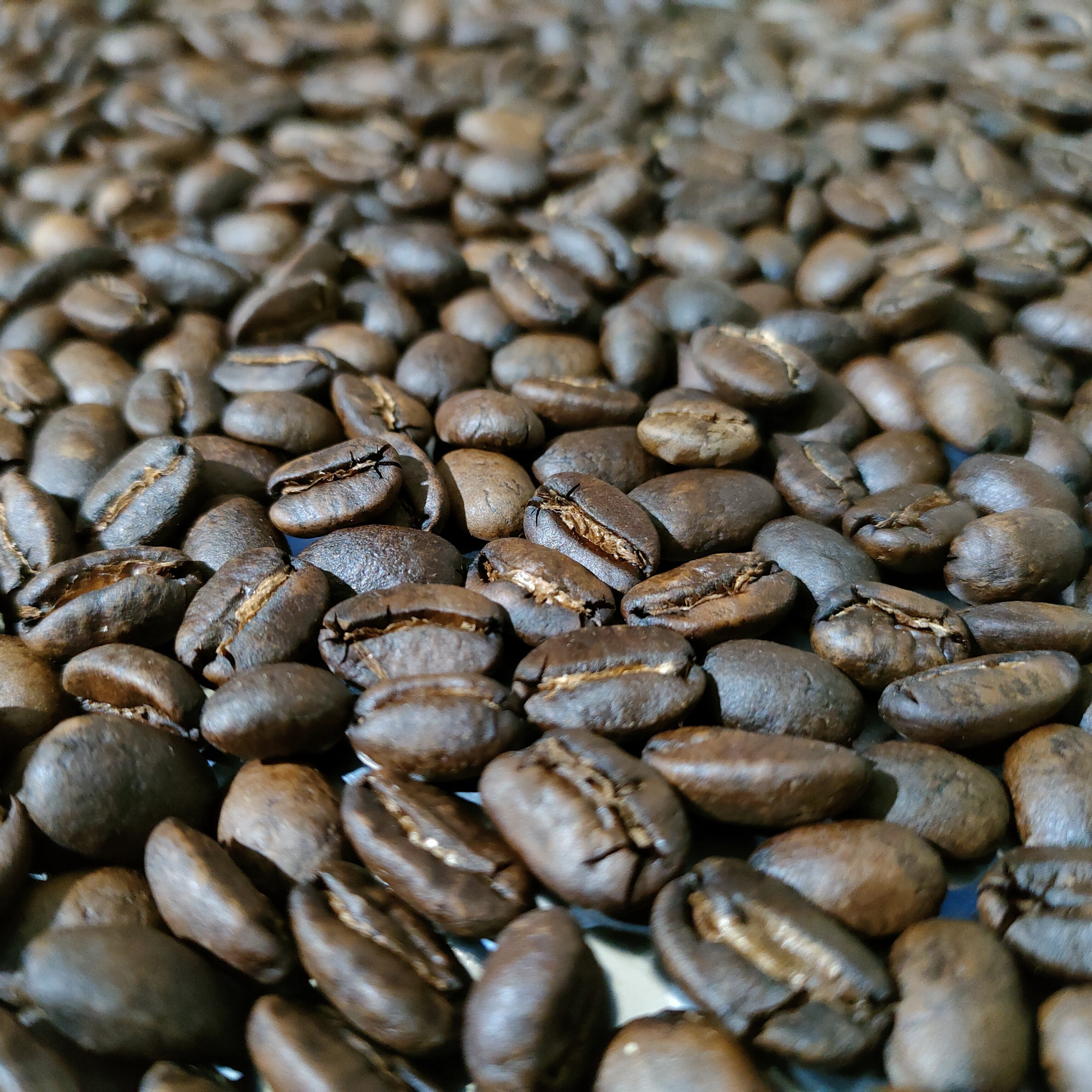 丸い甘味のマンデリン バタックブルー 100g | D.S COFFEE ROASTER 丸い甘味のマンデリン バタックブルー 100g | D.S COFFEE ROASTER